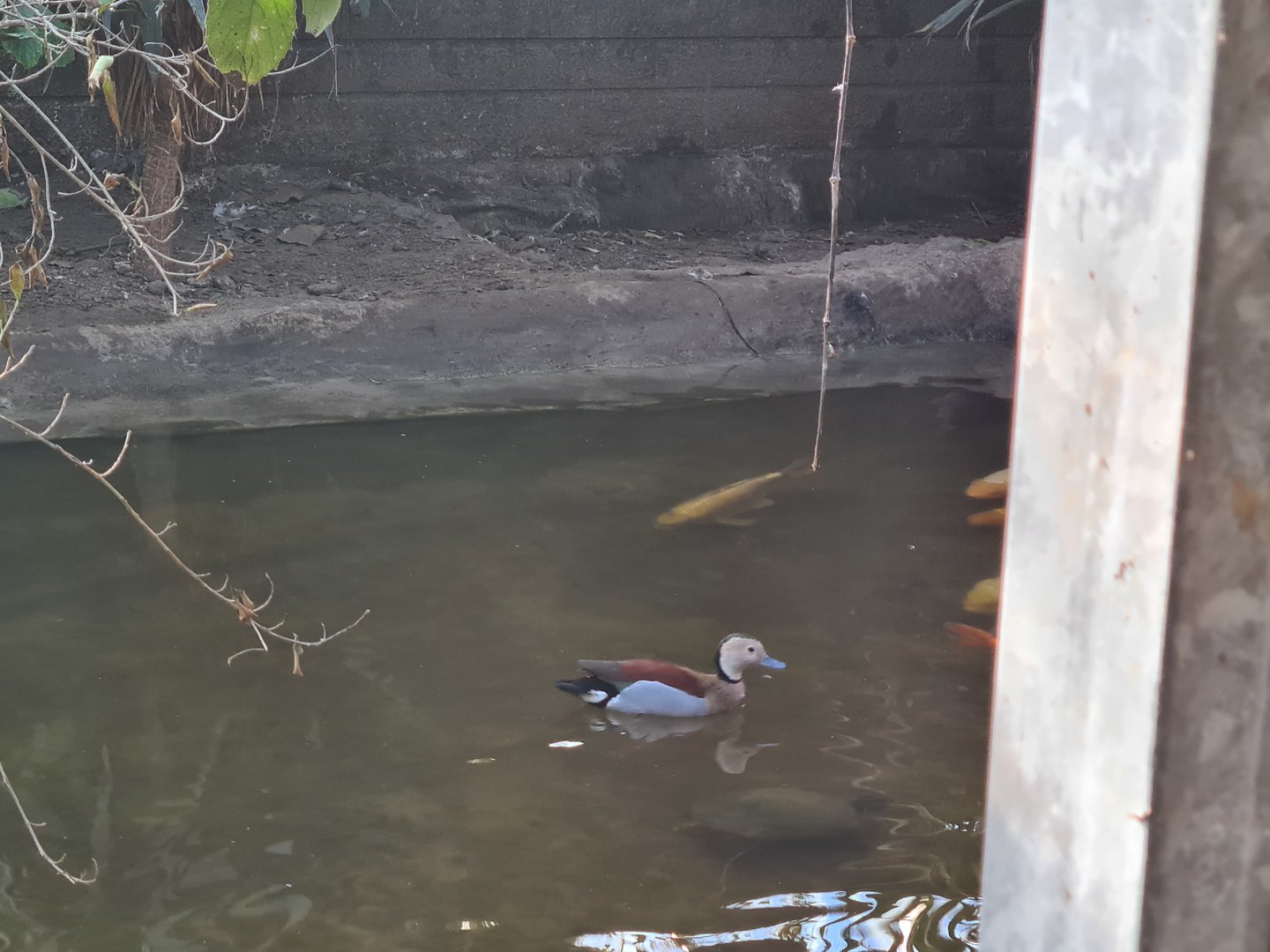 Butterfly hall - Ringed teal