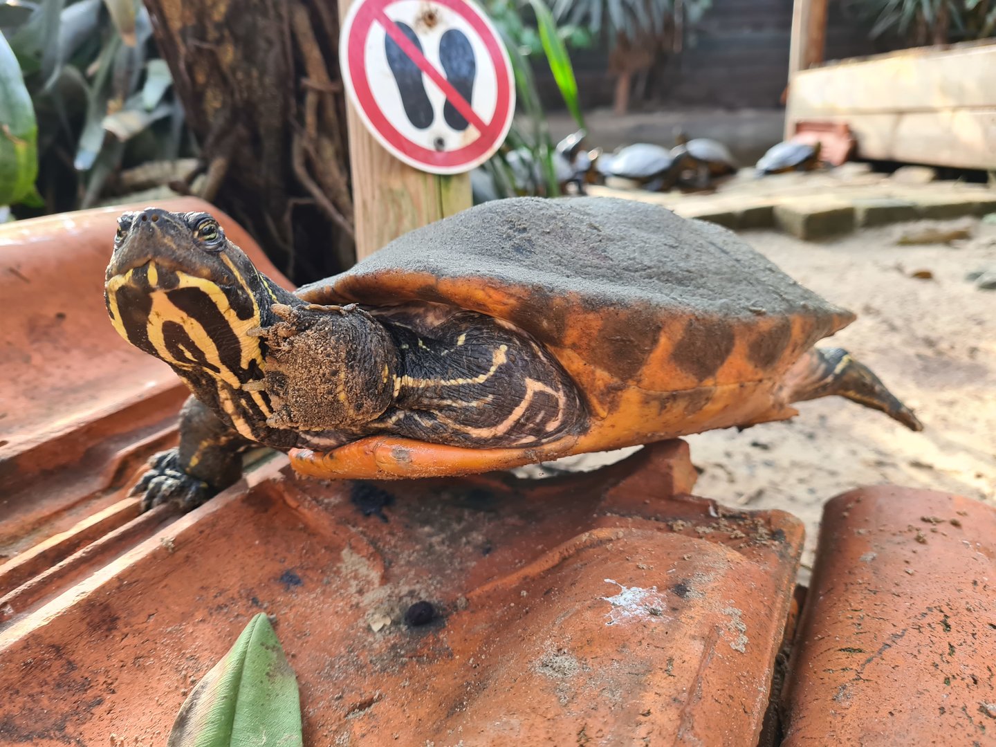 Butterfly hall - Yellow-bellied slider