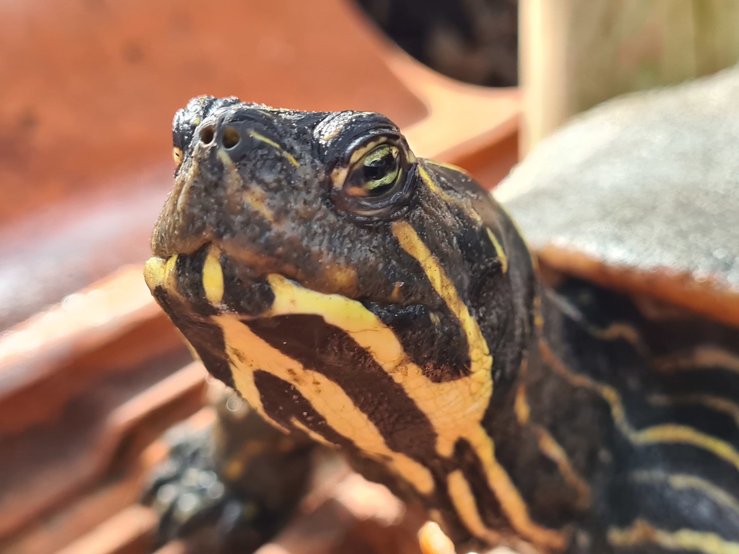 Butterfly hall - Yellow-bellied slider