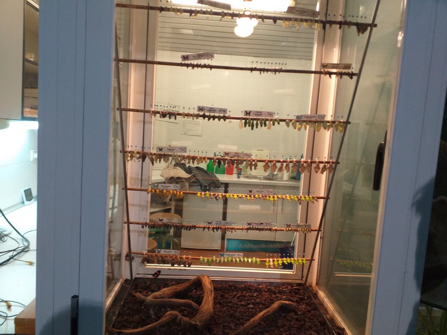 Butterfly hatchery -Parque de las Ciencias (2019)