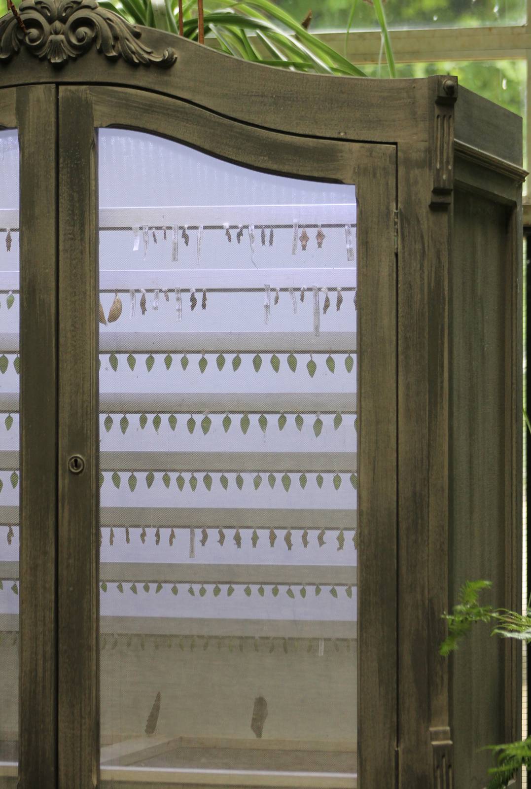 Butterfly Hatching-room