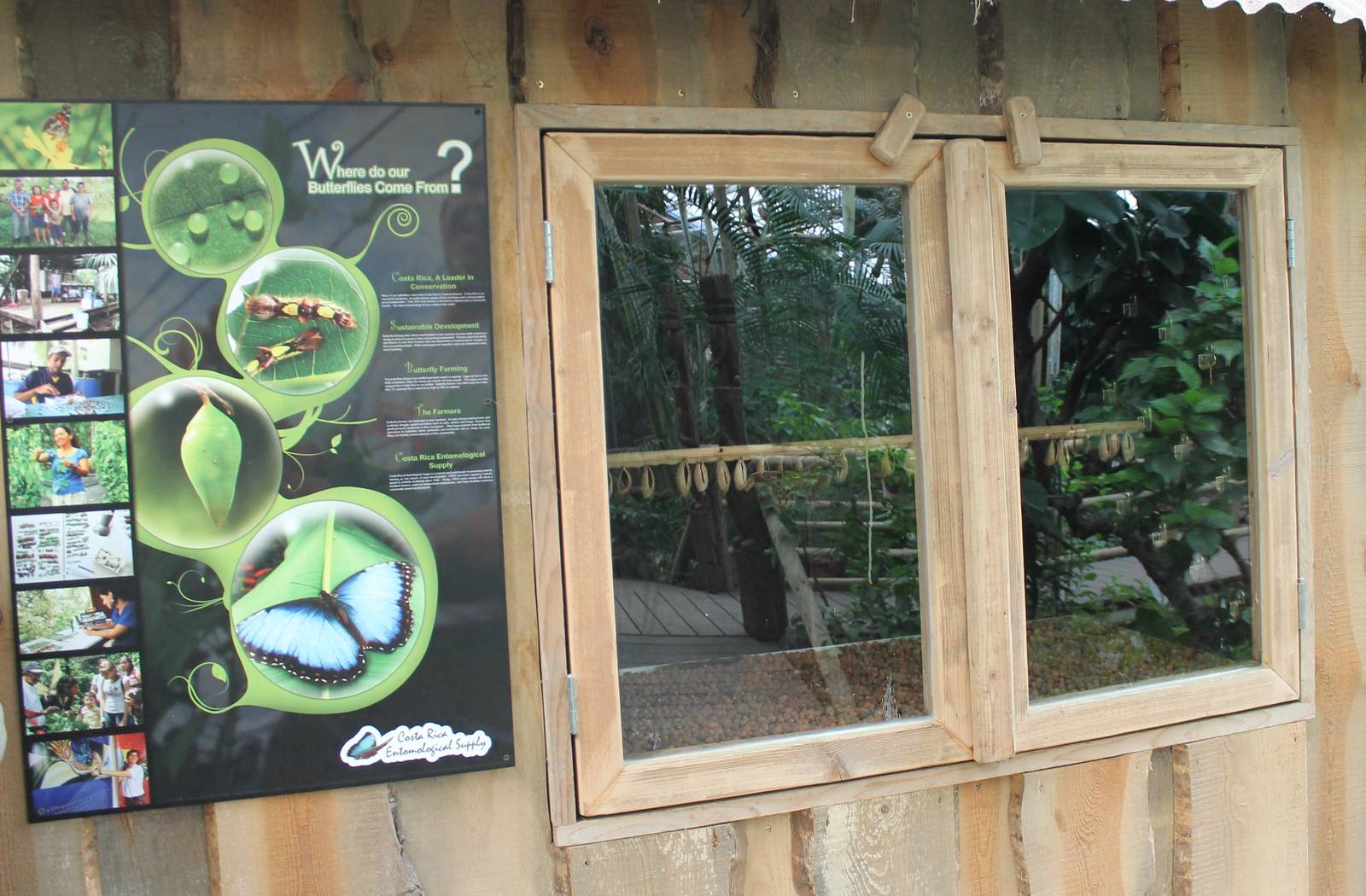 Butterfly hatching room