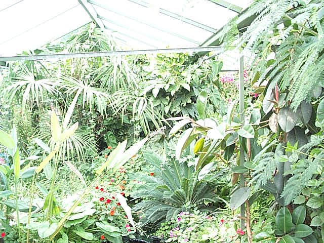 butterfly hose over view 2003