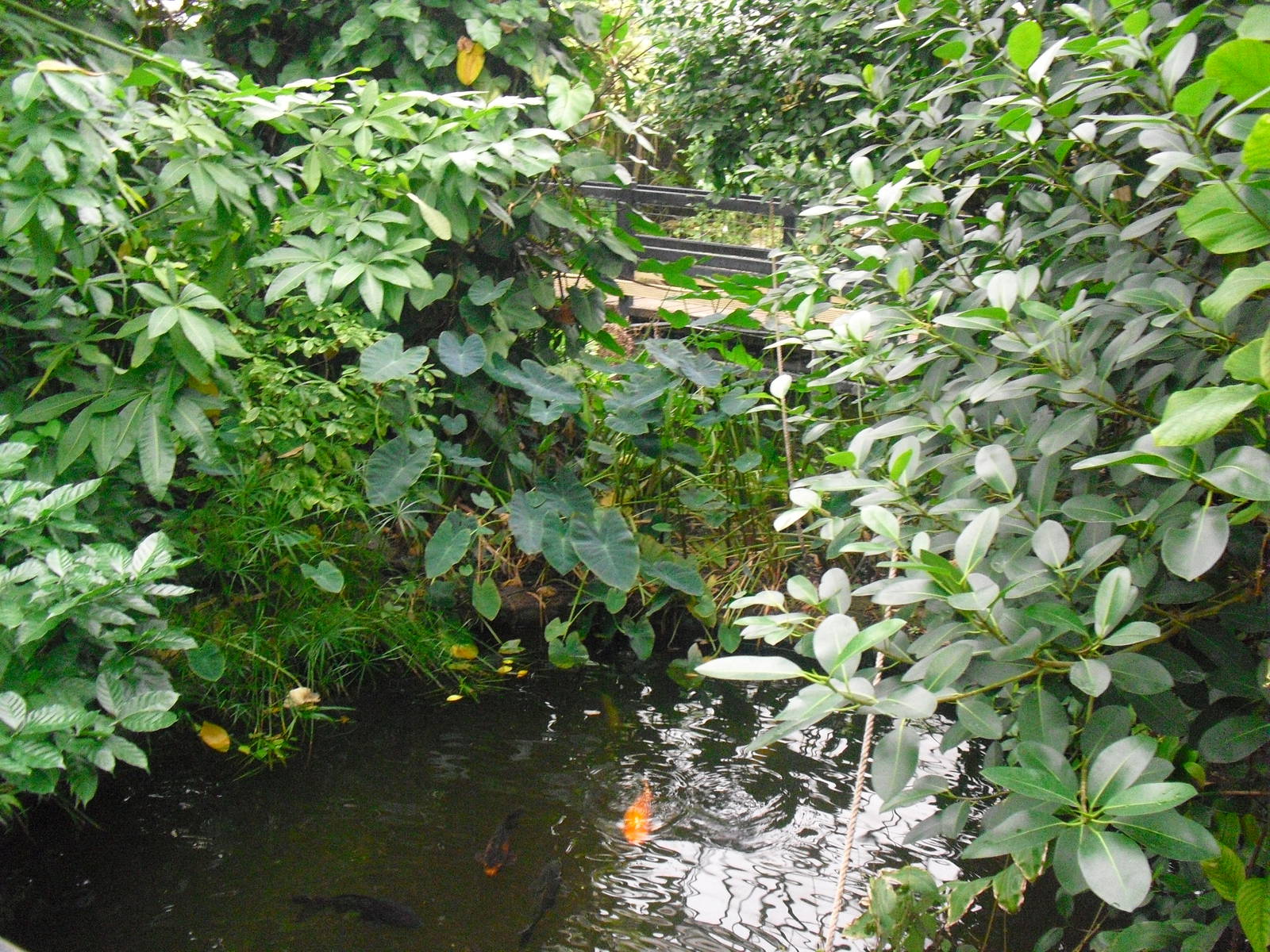 Butterfly House - 12/10/2011