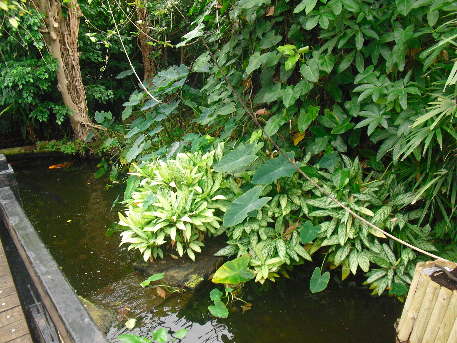 Butterfly House - 12/10/2011