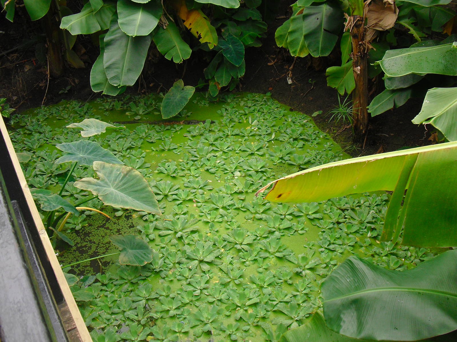 Butterfly House - 12/10/2011