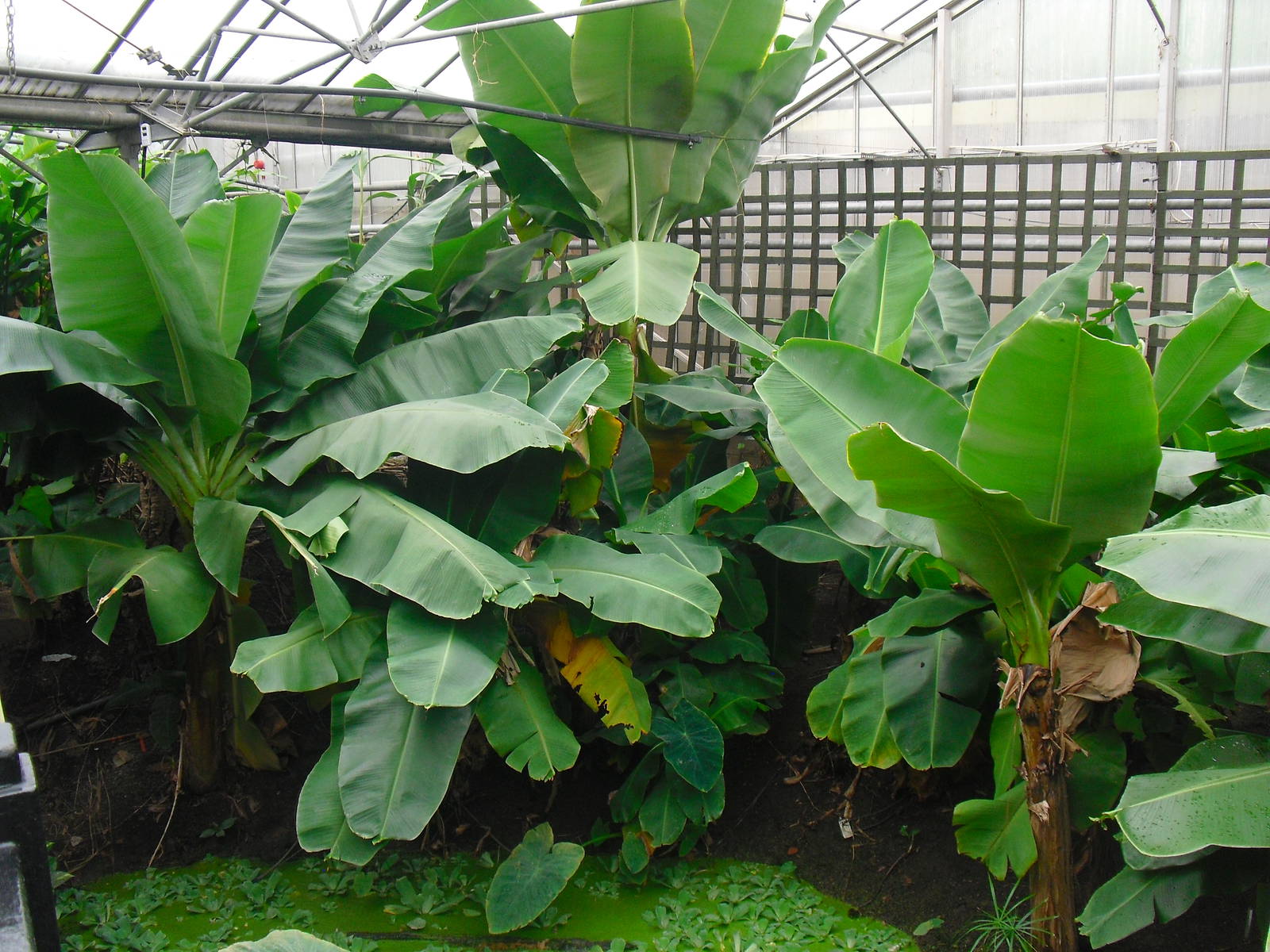 Butterfly House - 12/10/2011