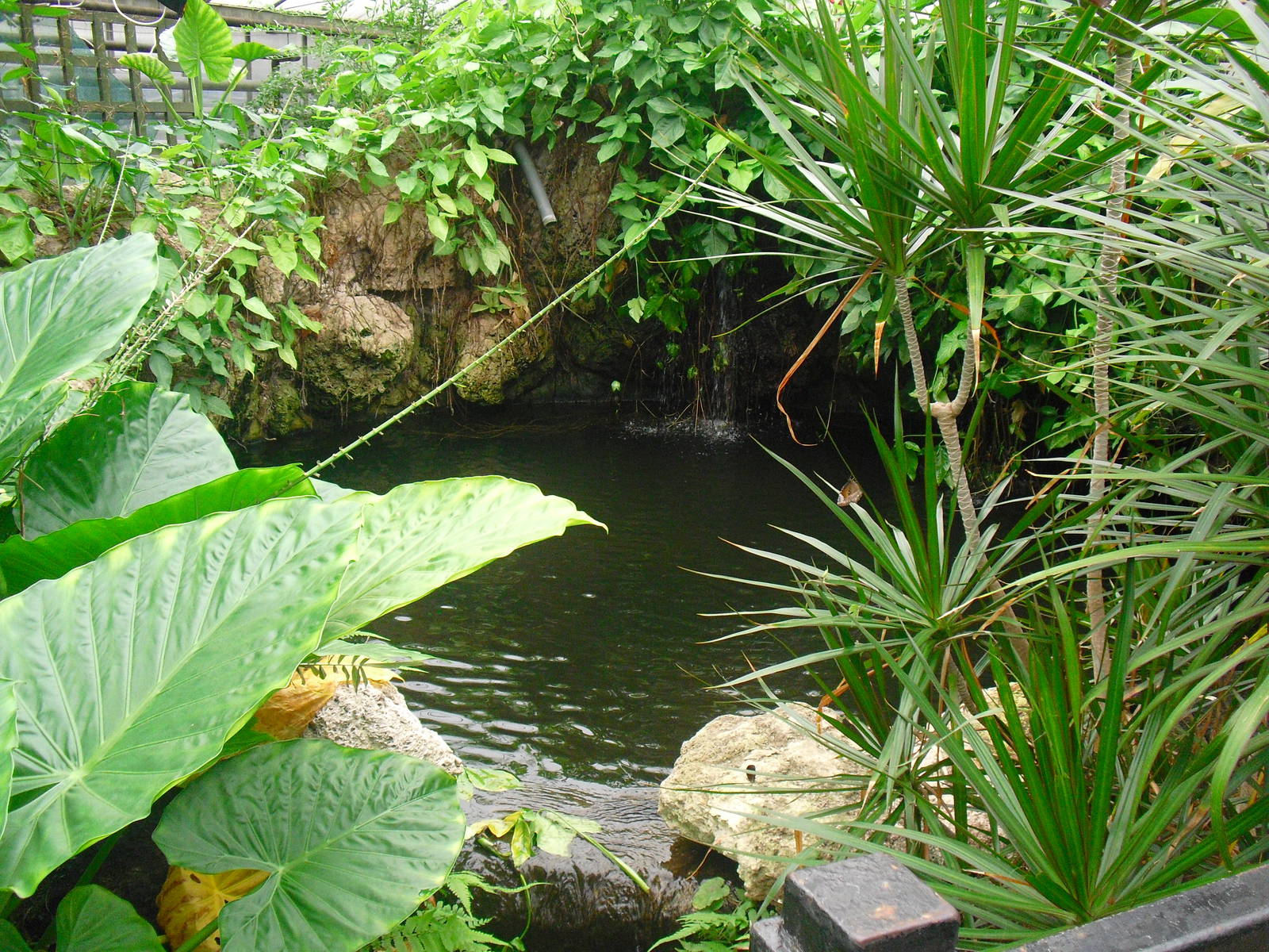 Butterfly House - 12/10/2011