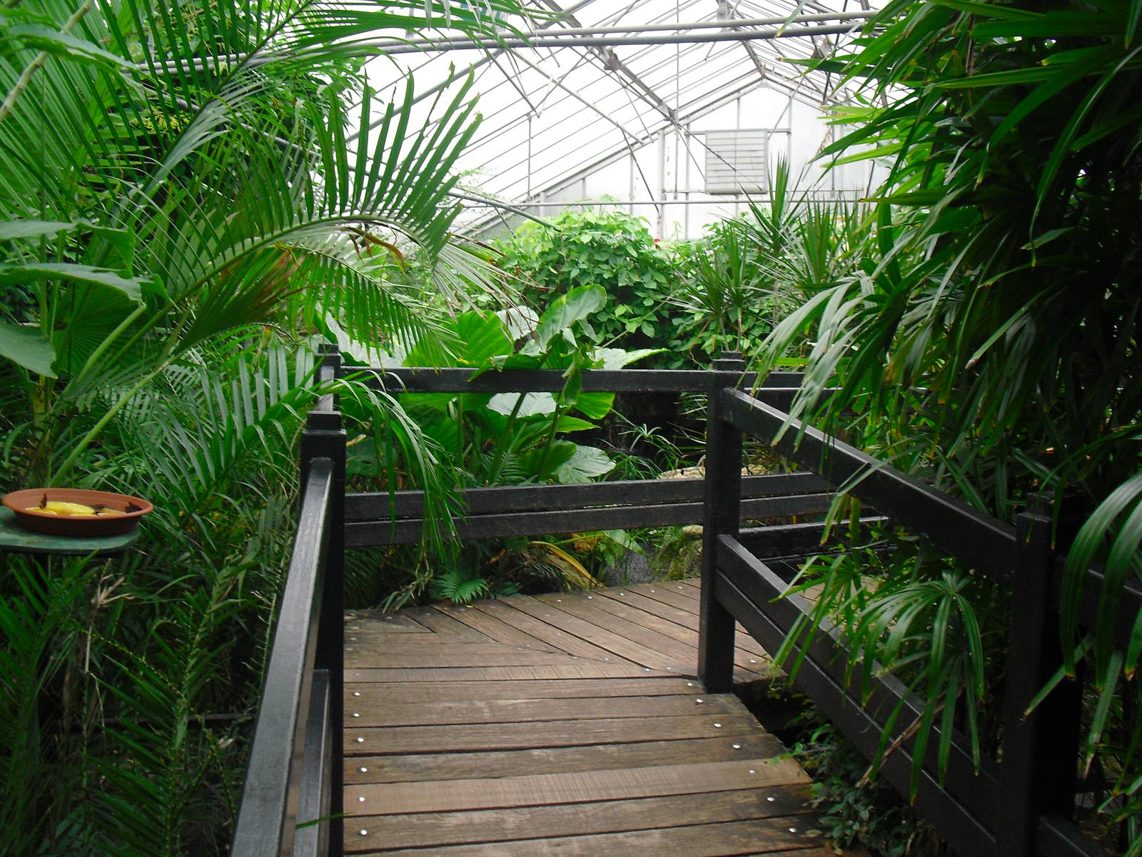 Butterfly House - 12/10/2011