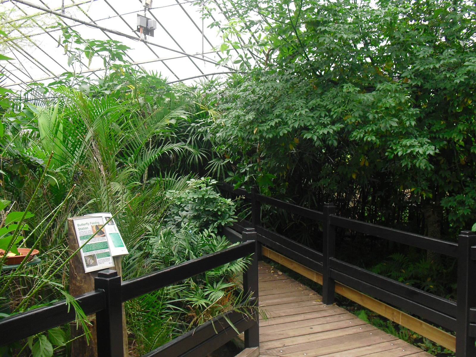 Butterfly House - 12/10/2011