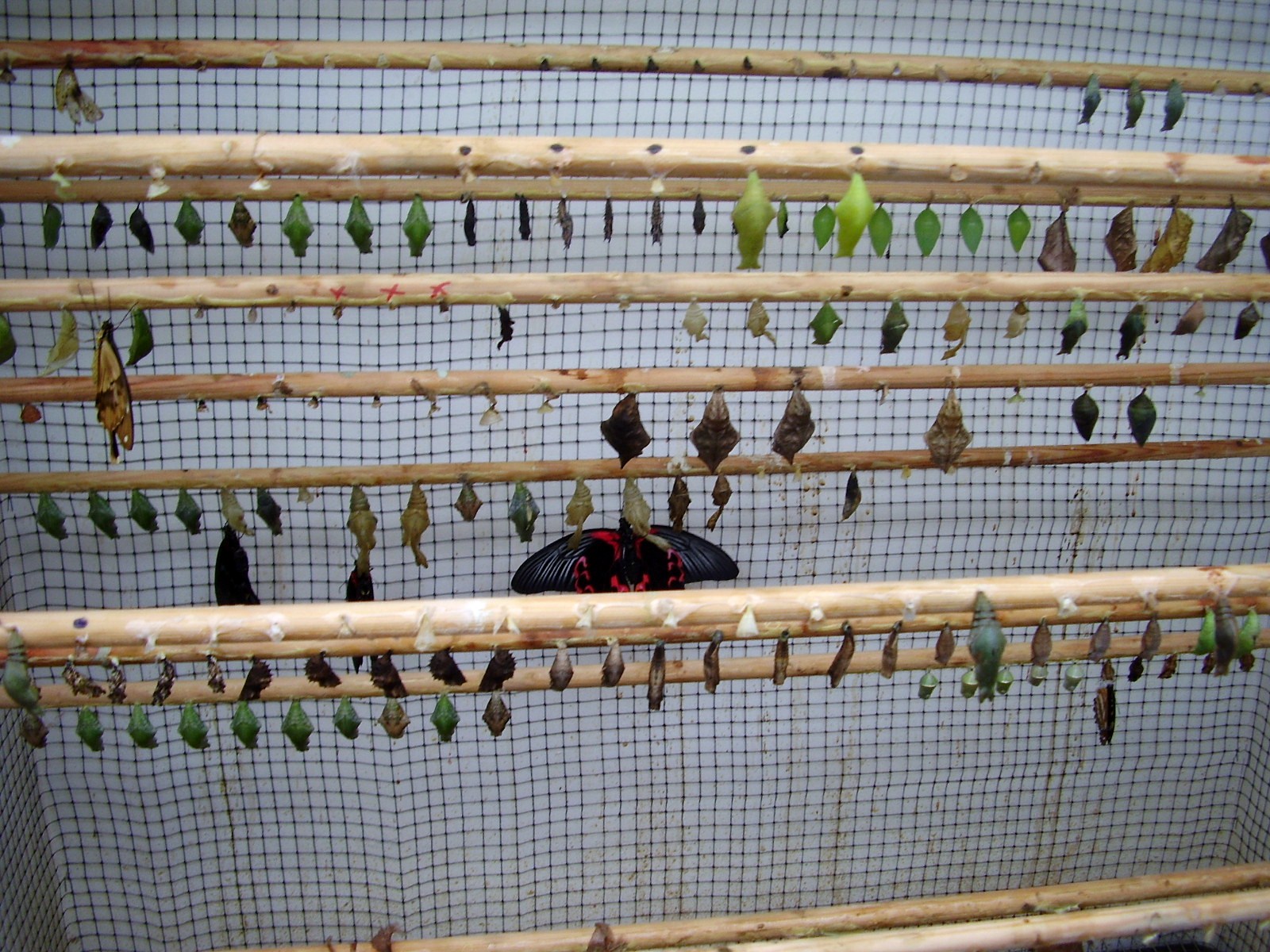 Butterfly House - 2008