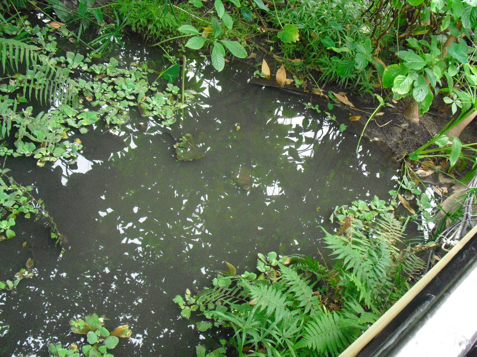 Butterfly House - 27/10/2011