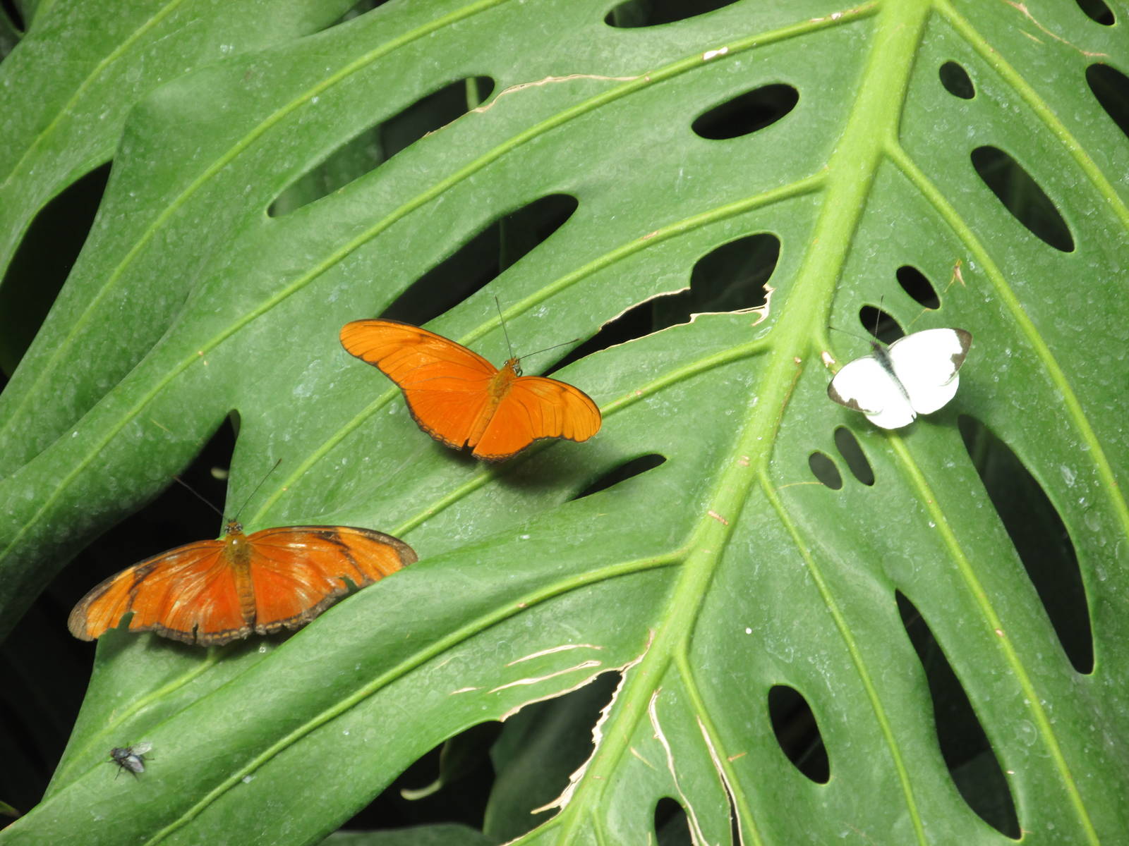 butterfly house africam safari