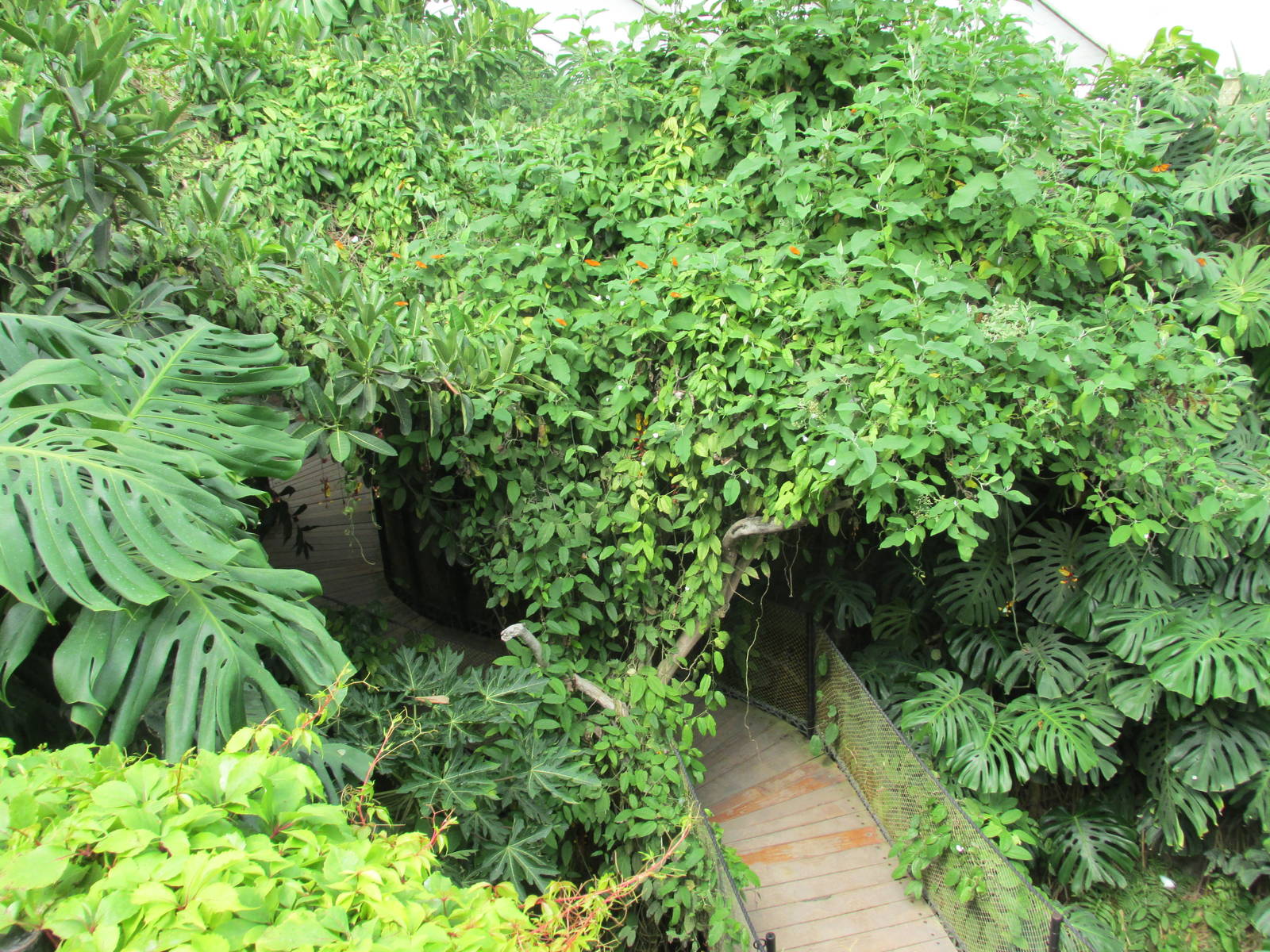 butterfly house africam safari