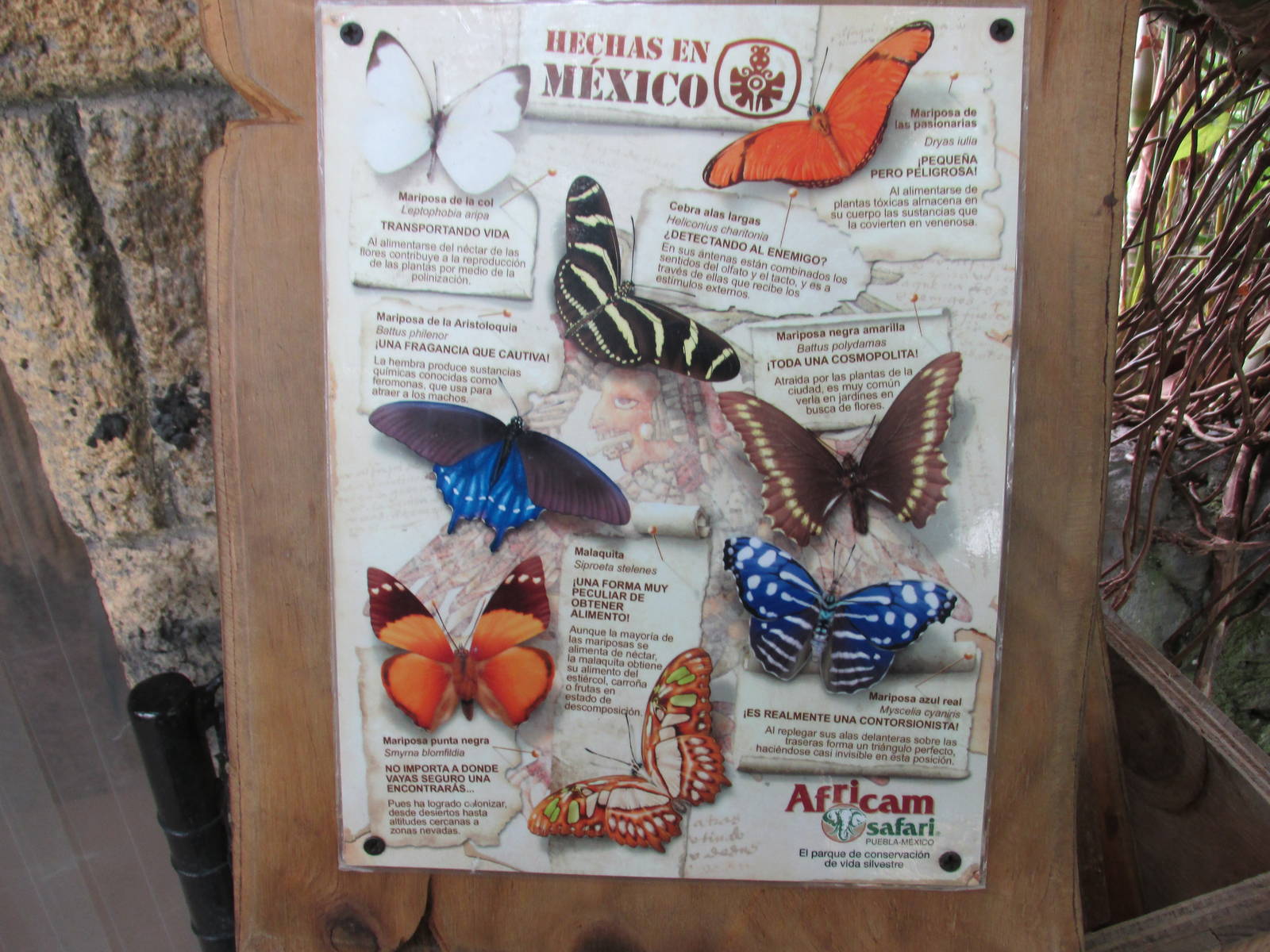 butterfly house africam safari