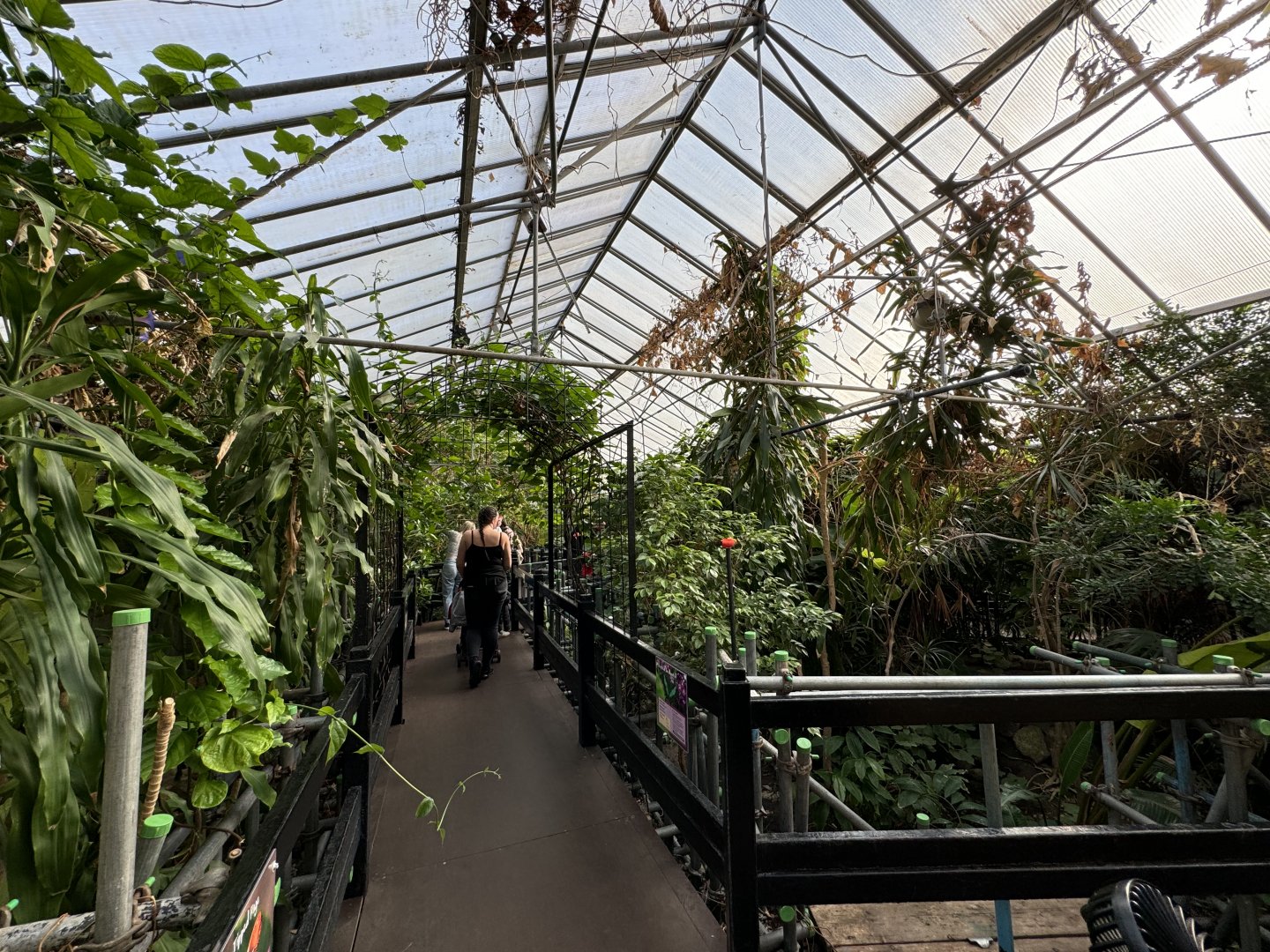 Butterfly House at Tropical World (October 2024)