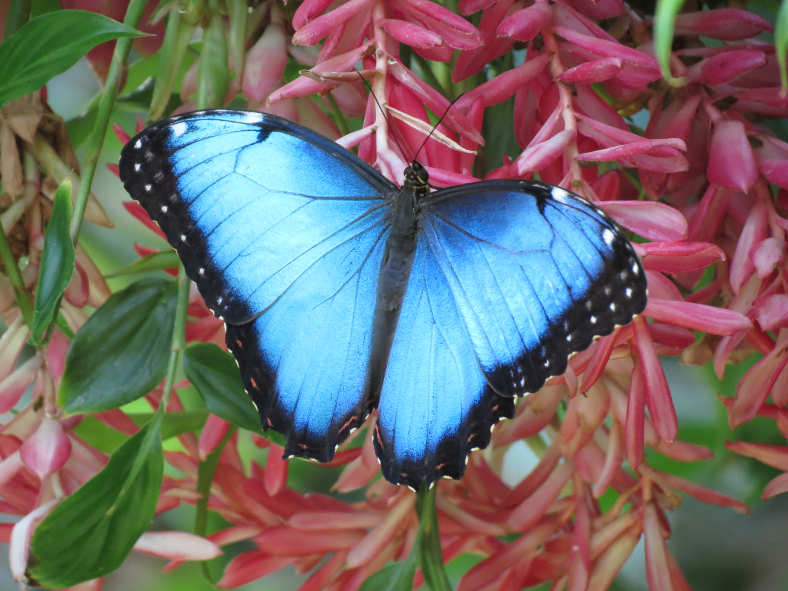 Butterfly House - Blue Morpho