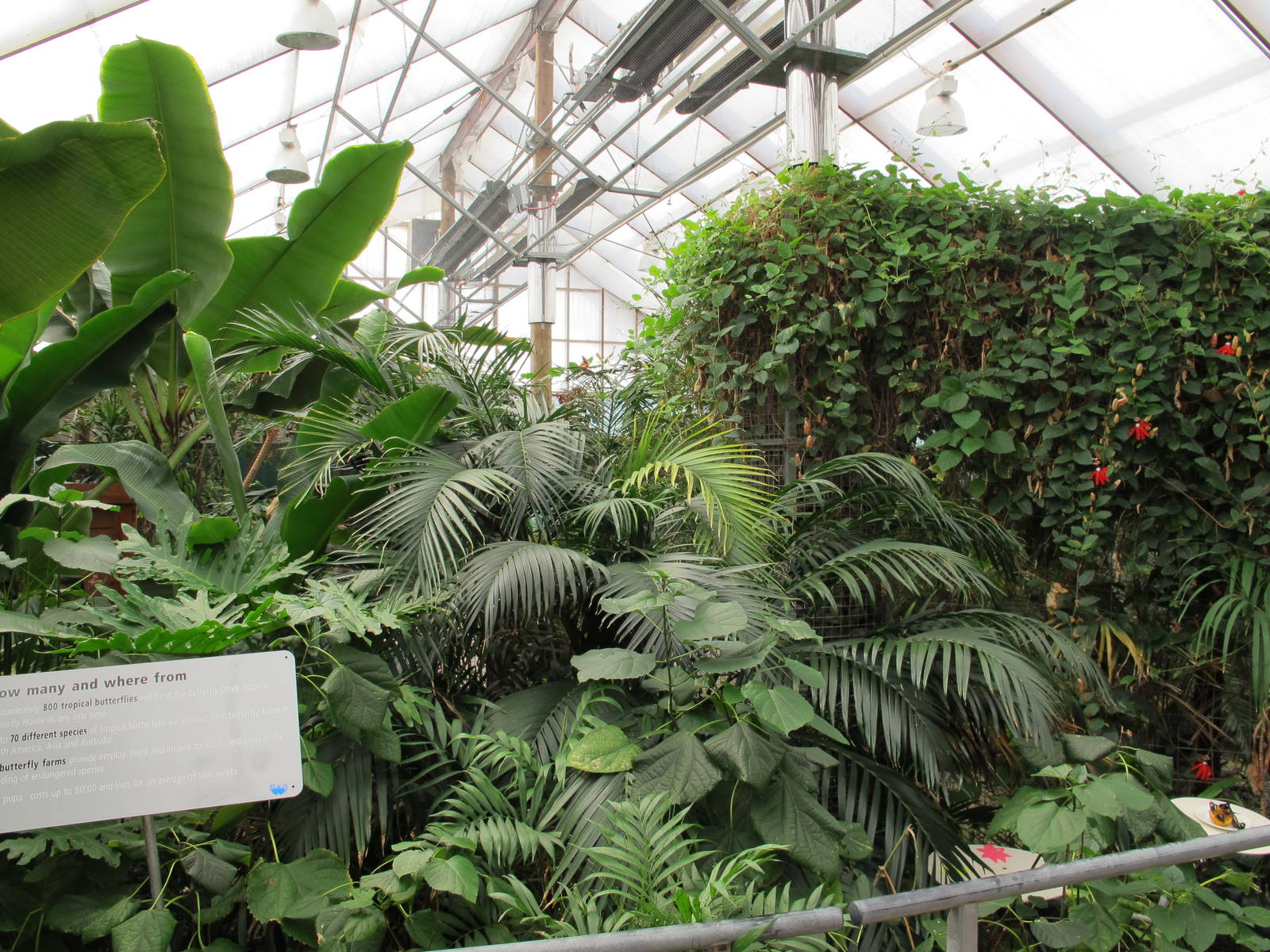 Butterfly House - Butterfly Creek 2011