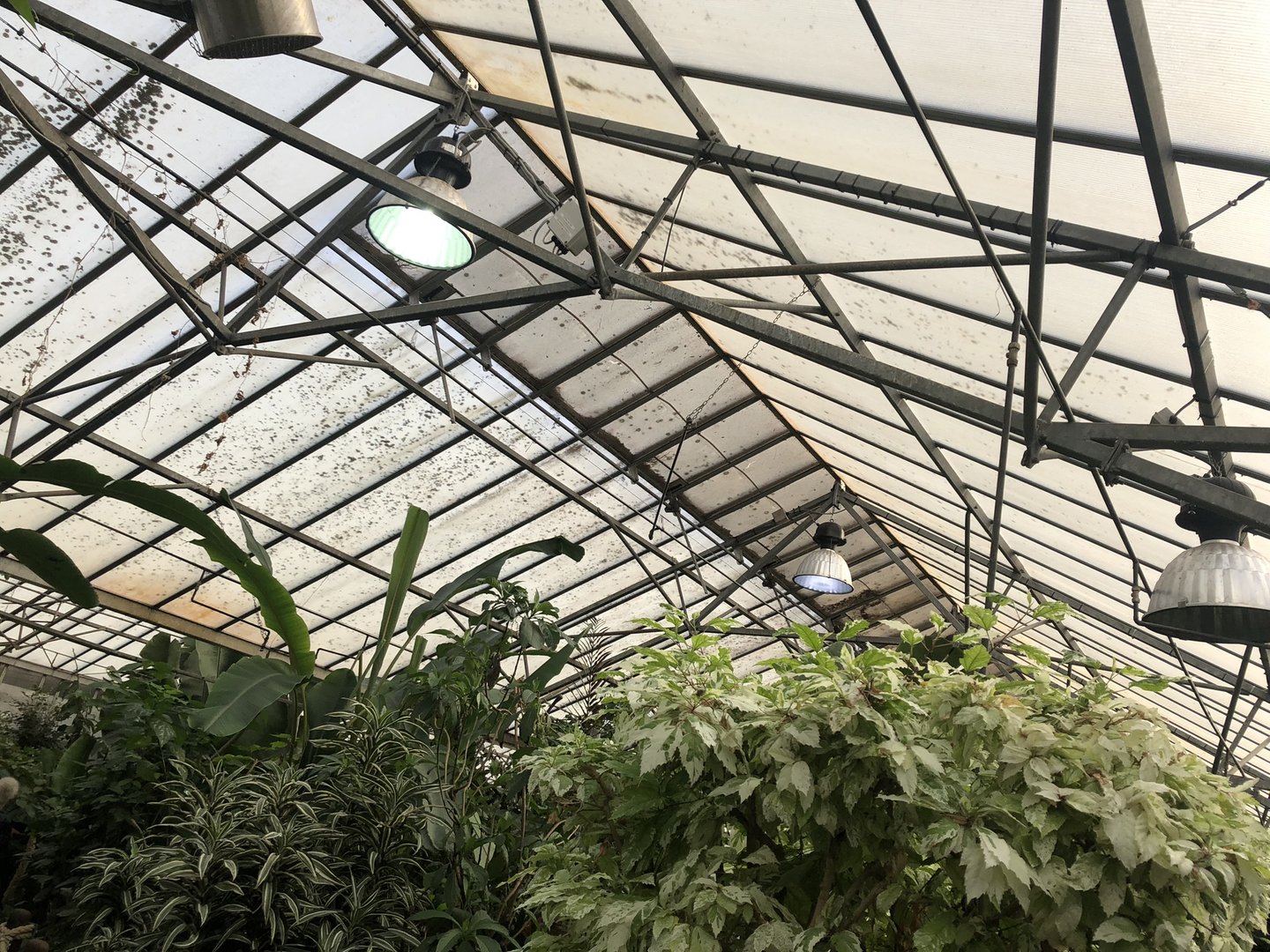 Butterfly House Ceiling at Tropical Butterfly House (March 2023)