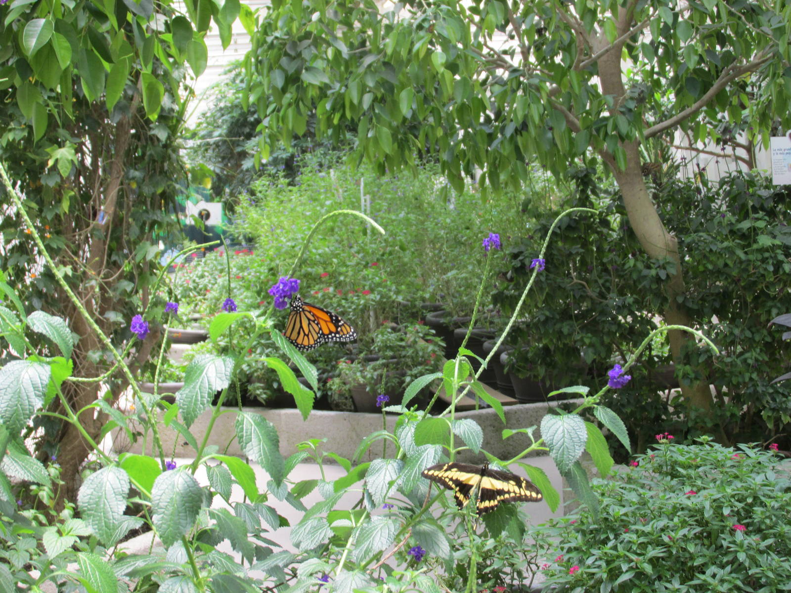 Butterfly house chapultepec zoo