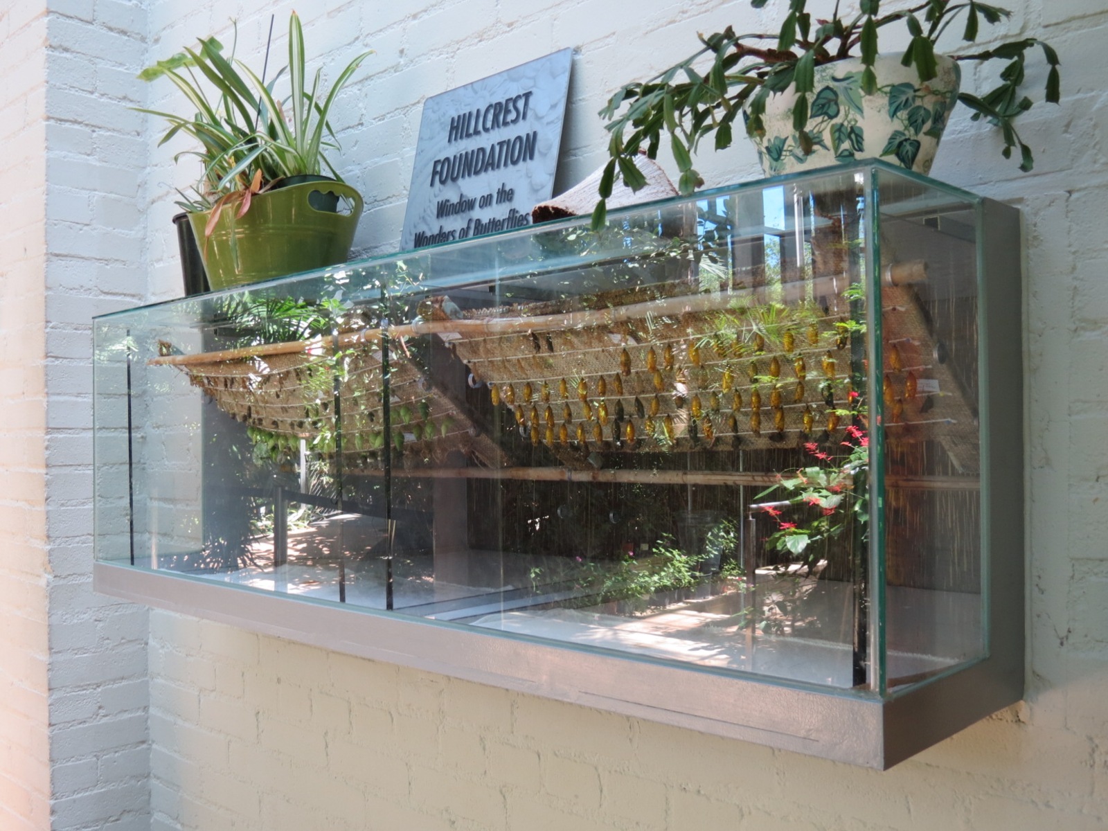 Butterfly House - Chrysalis Case