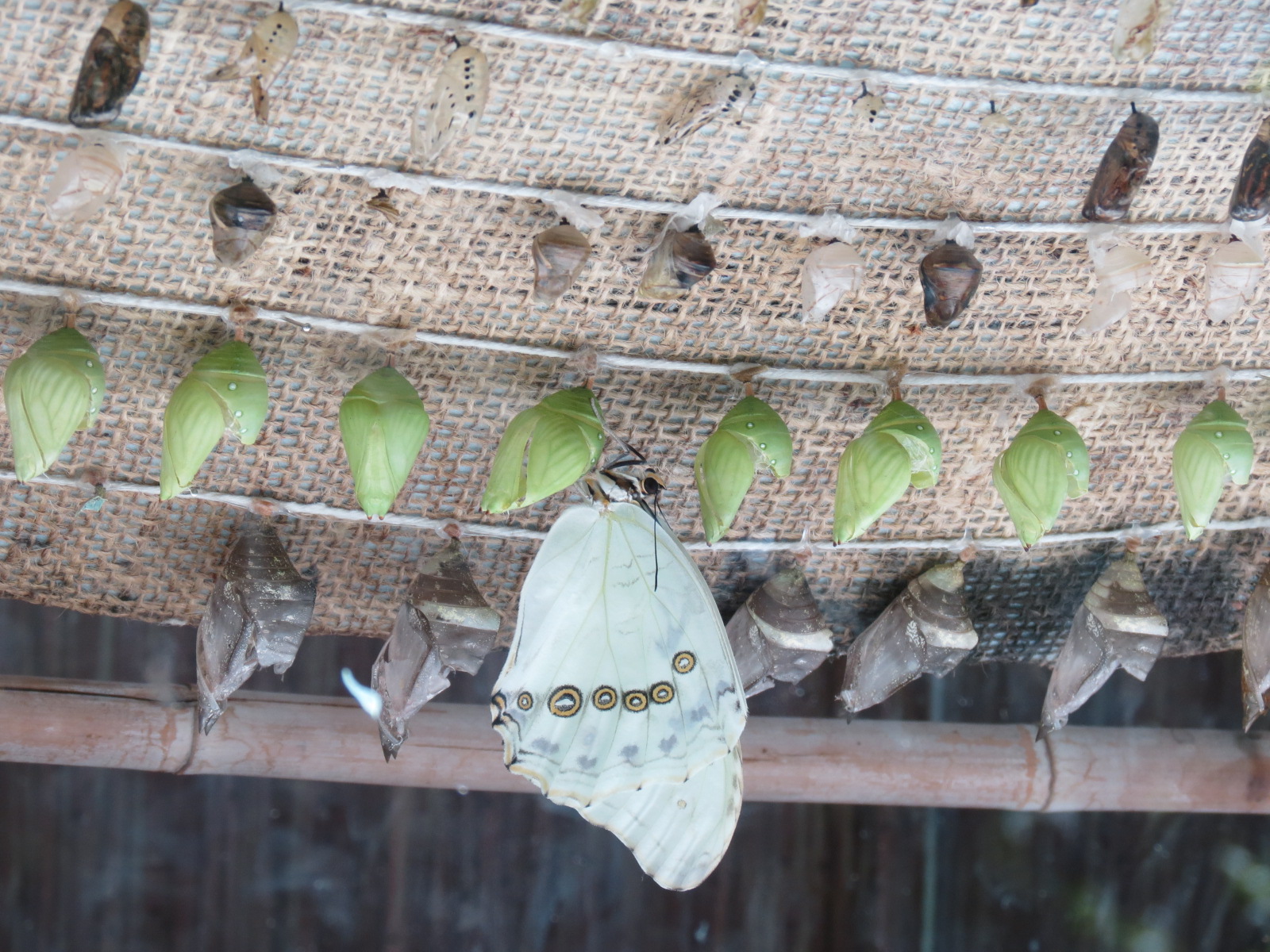 Butterfly House - Chrysalises and Owl Butterfly