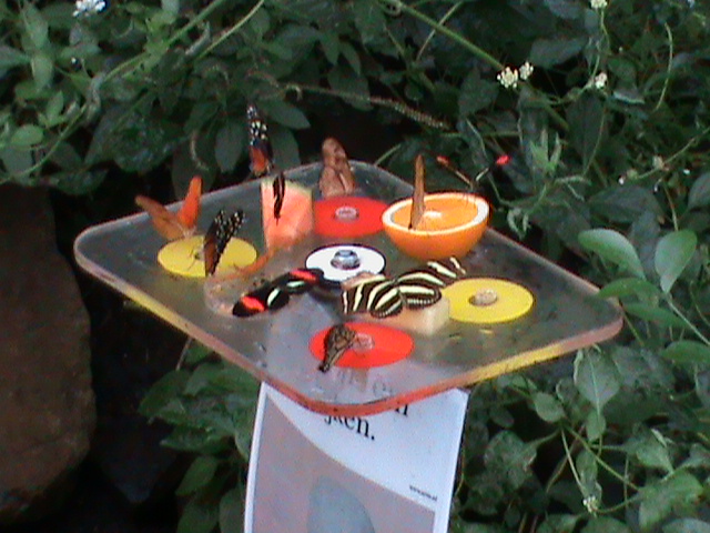 butterfly house feeder 061110