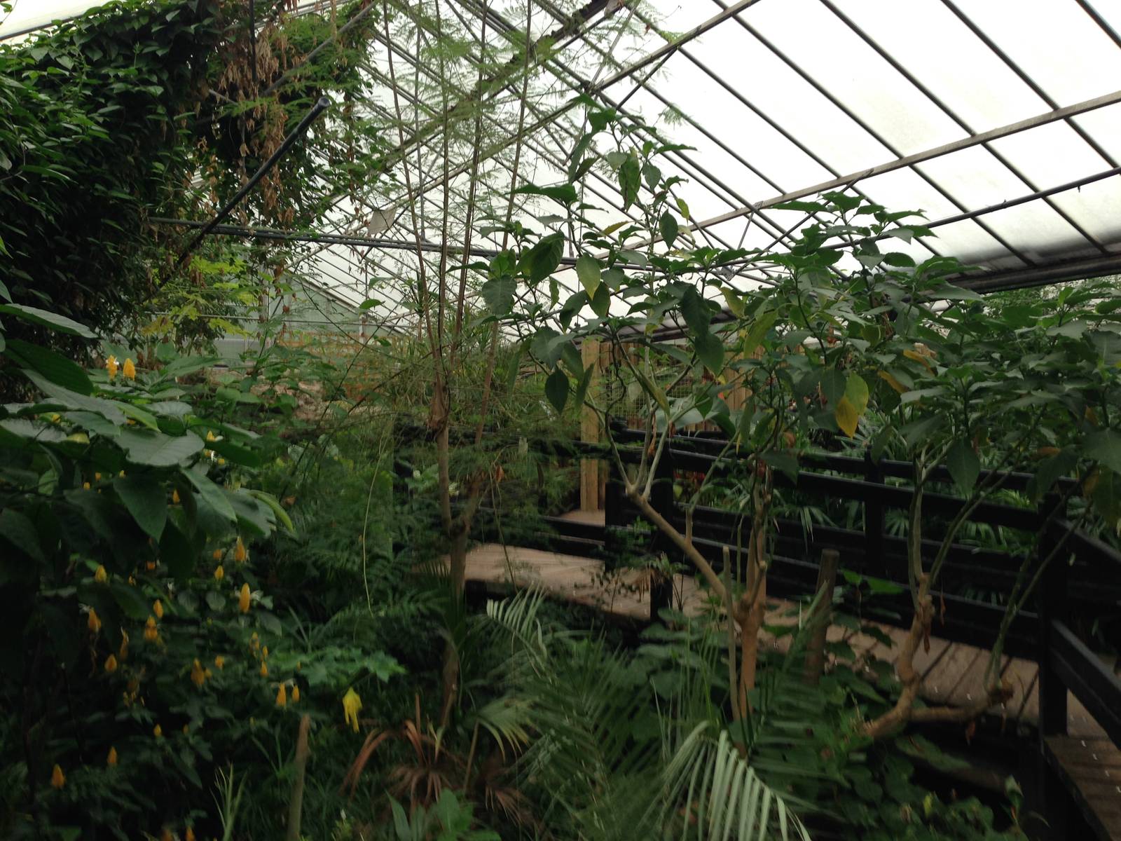 Butterfly House General View at Tropical World - 02/10/2013
