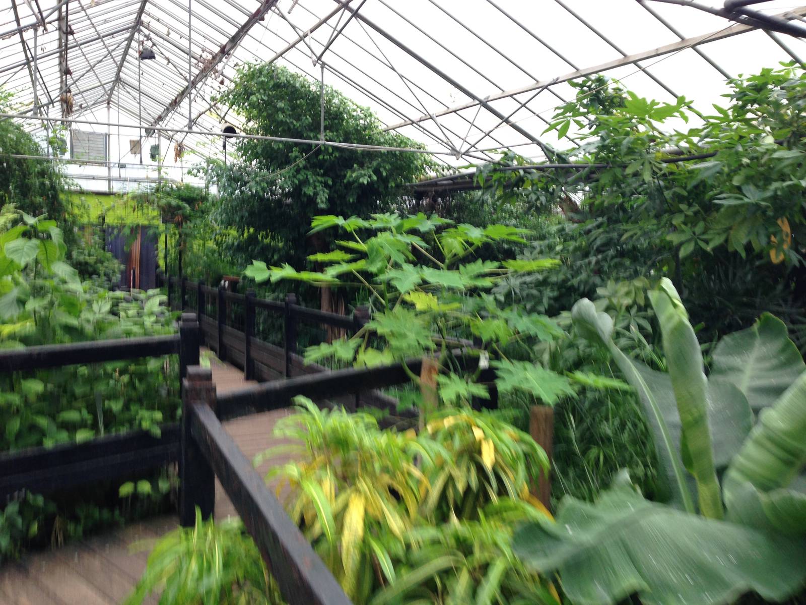 Butterfly House General View at Tropical World - 02/10/2013