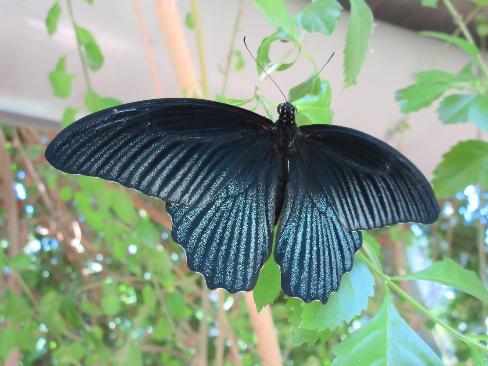 Butterfly House - Great Mormon?