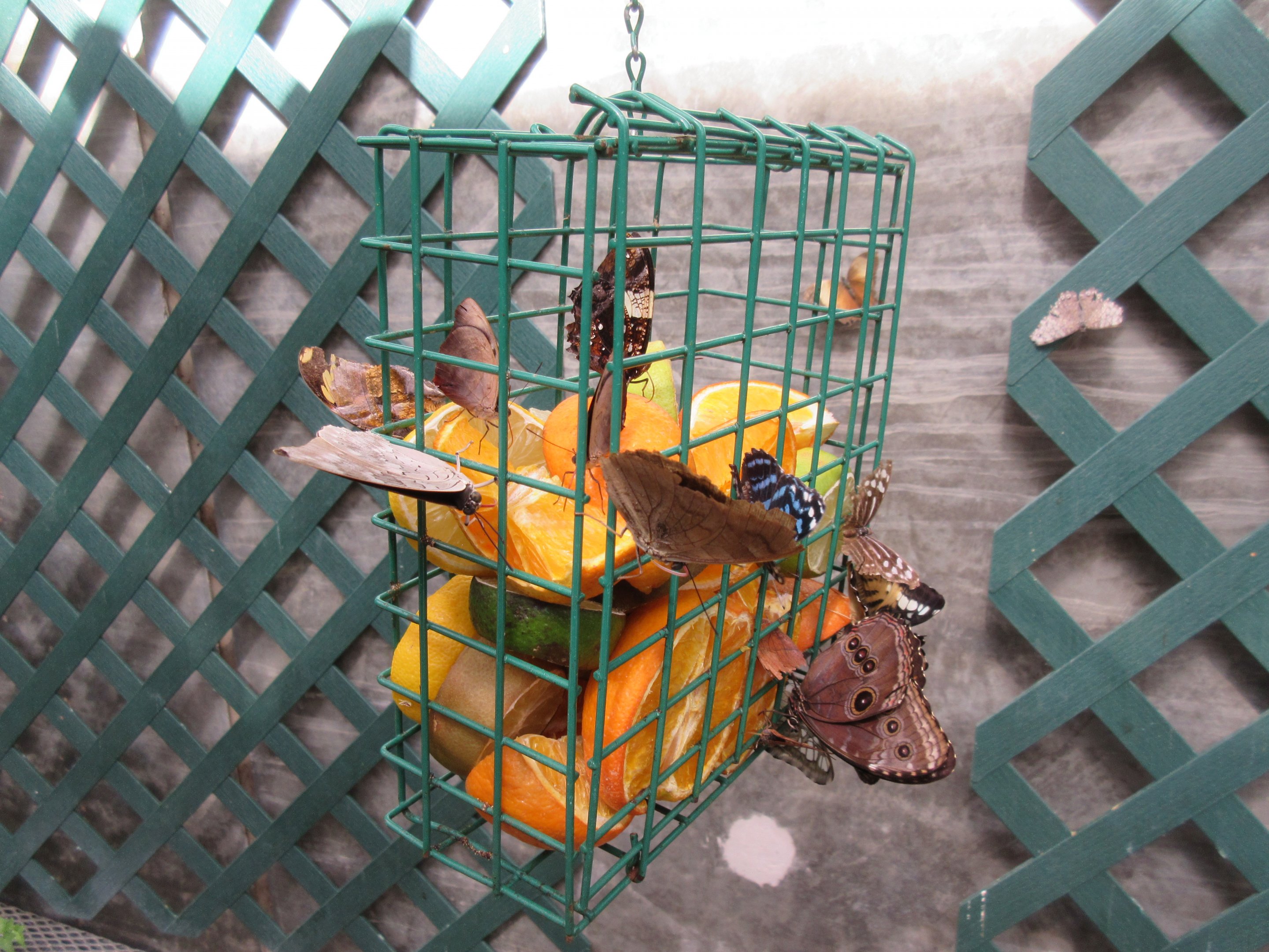 Butterfly House - Hanging Food Cage