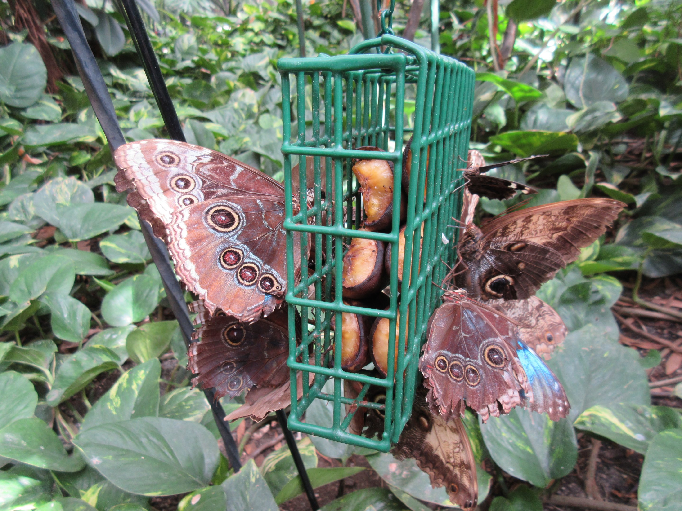 Butterfly House - Hanging Food Cage