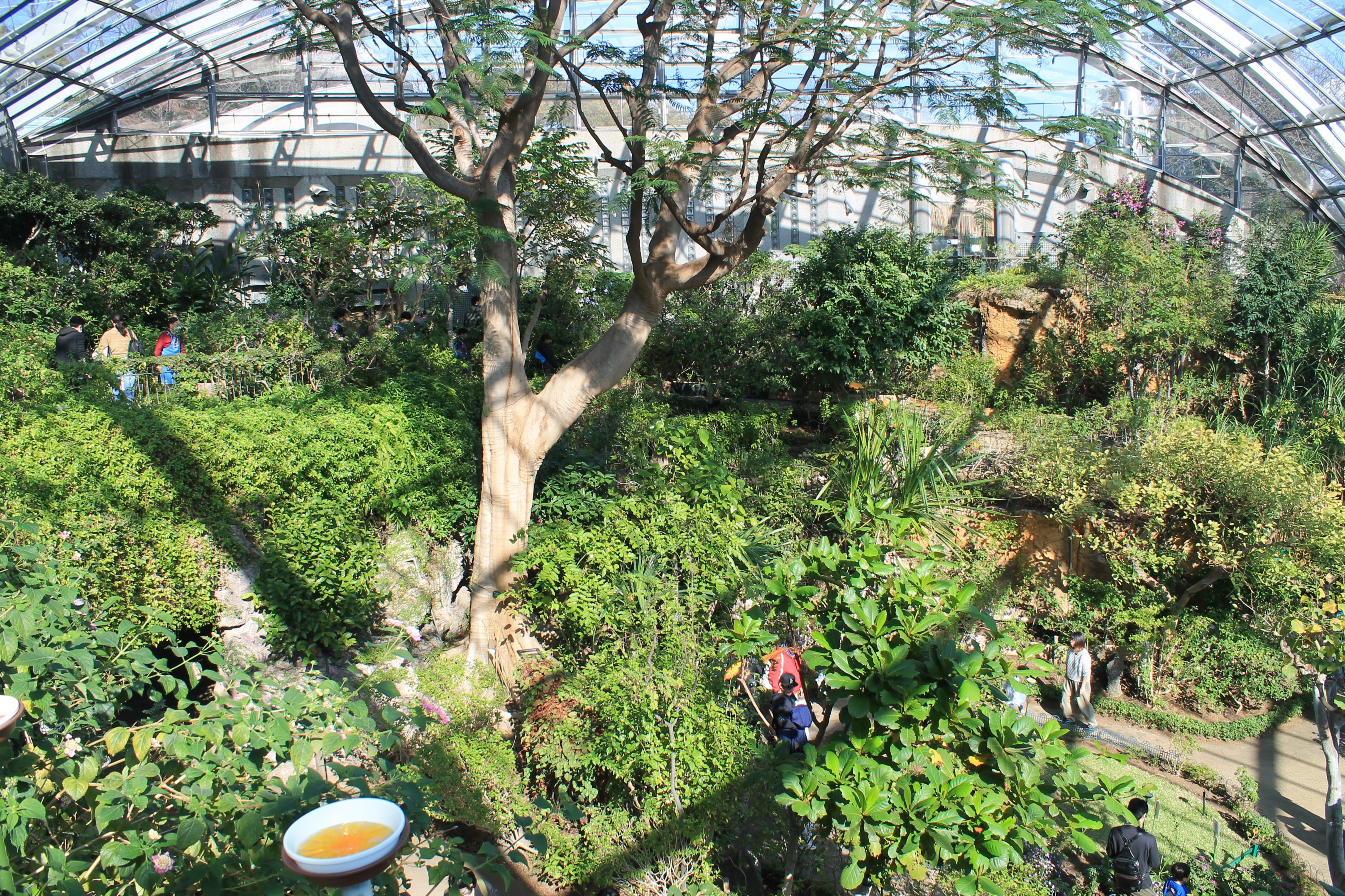 Butterfly House - Insectopia