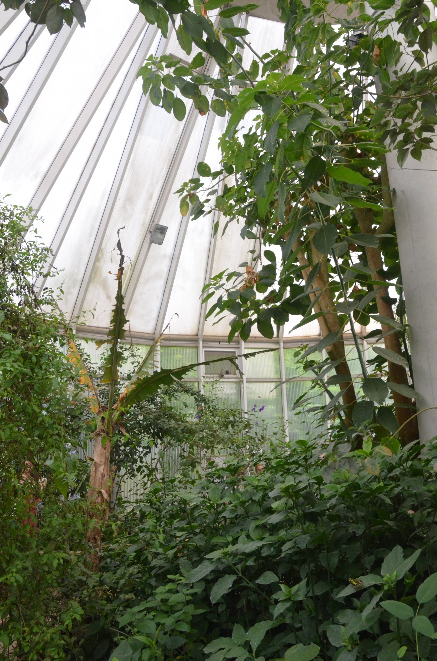 Butterfly House Interior at Krefeld, 15/06/19