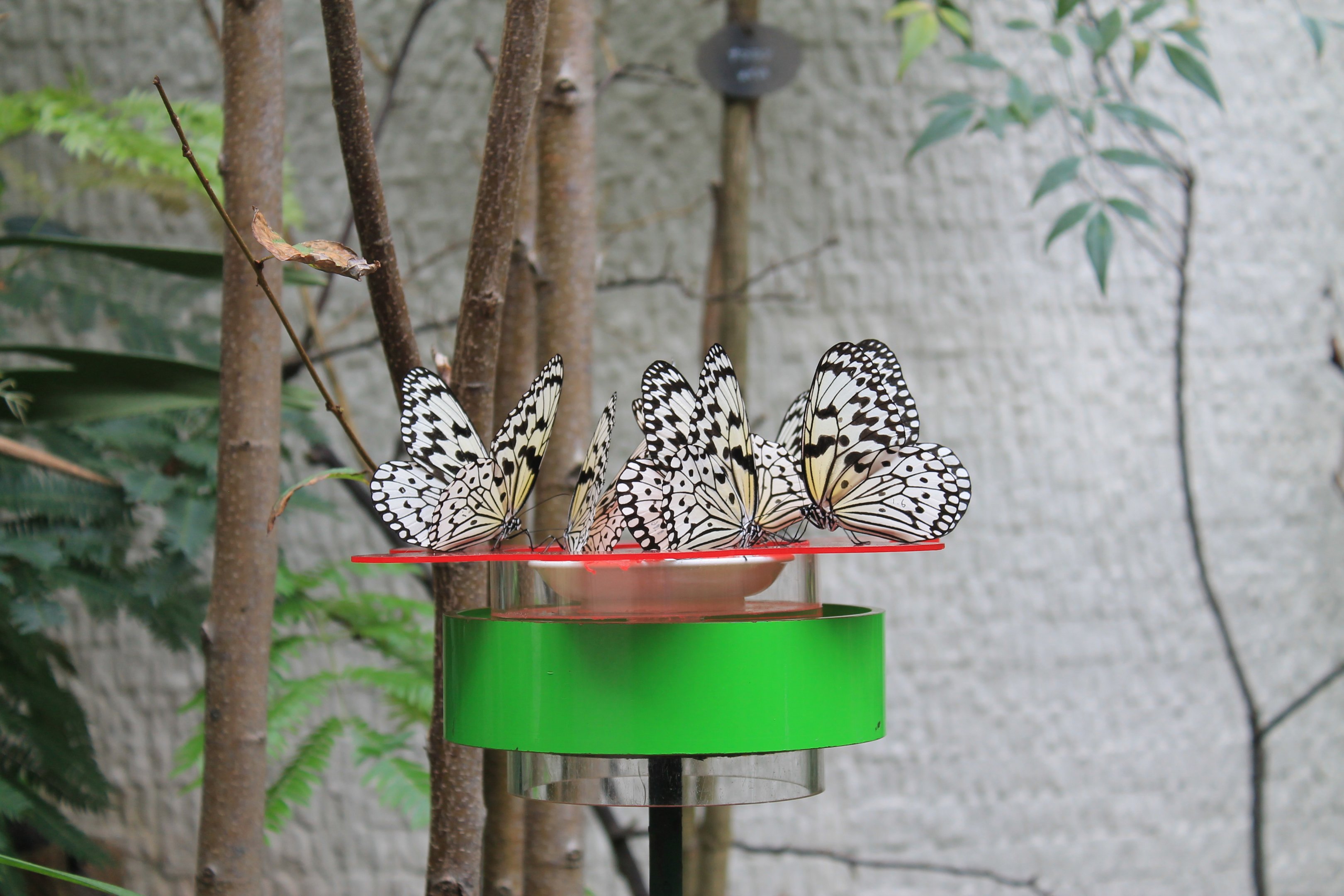 Butterfly House - Minoh Park Insect Museum (Osaka)