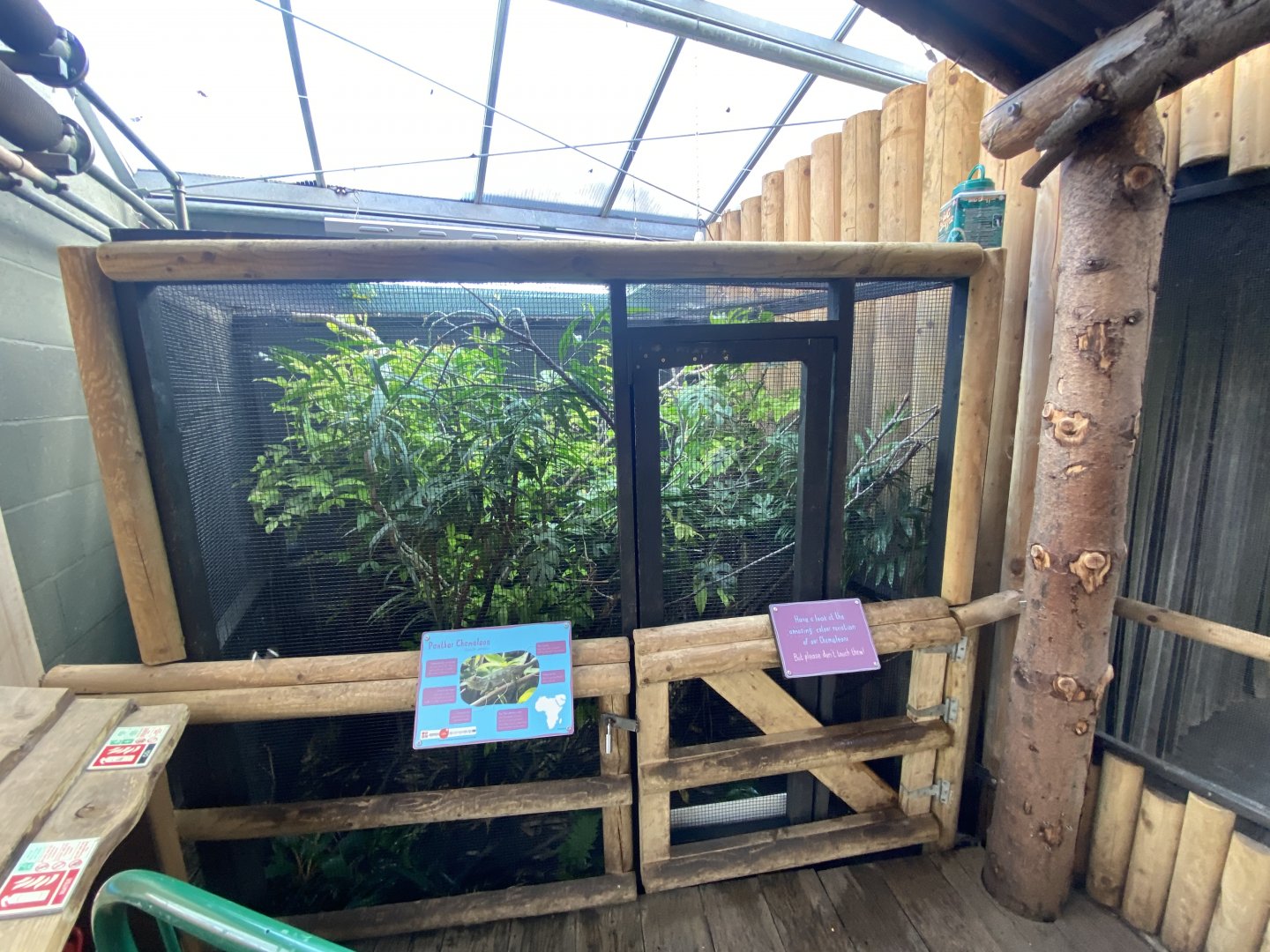 Butterfly House - Panther chameleon exhibit 081020