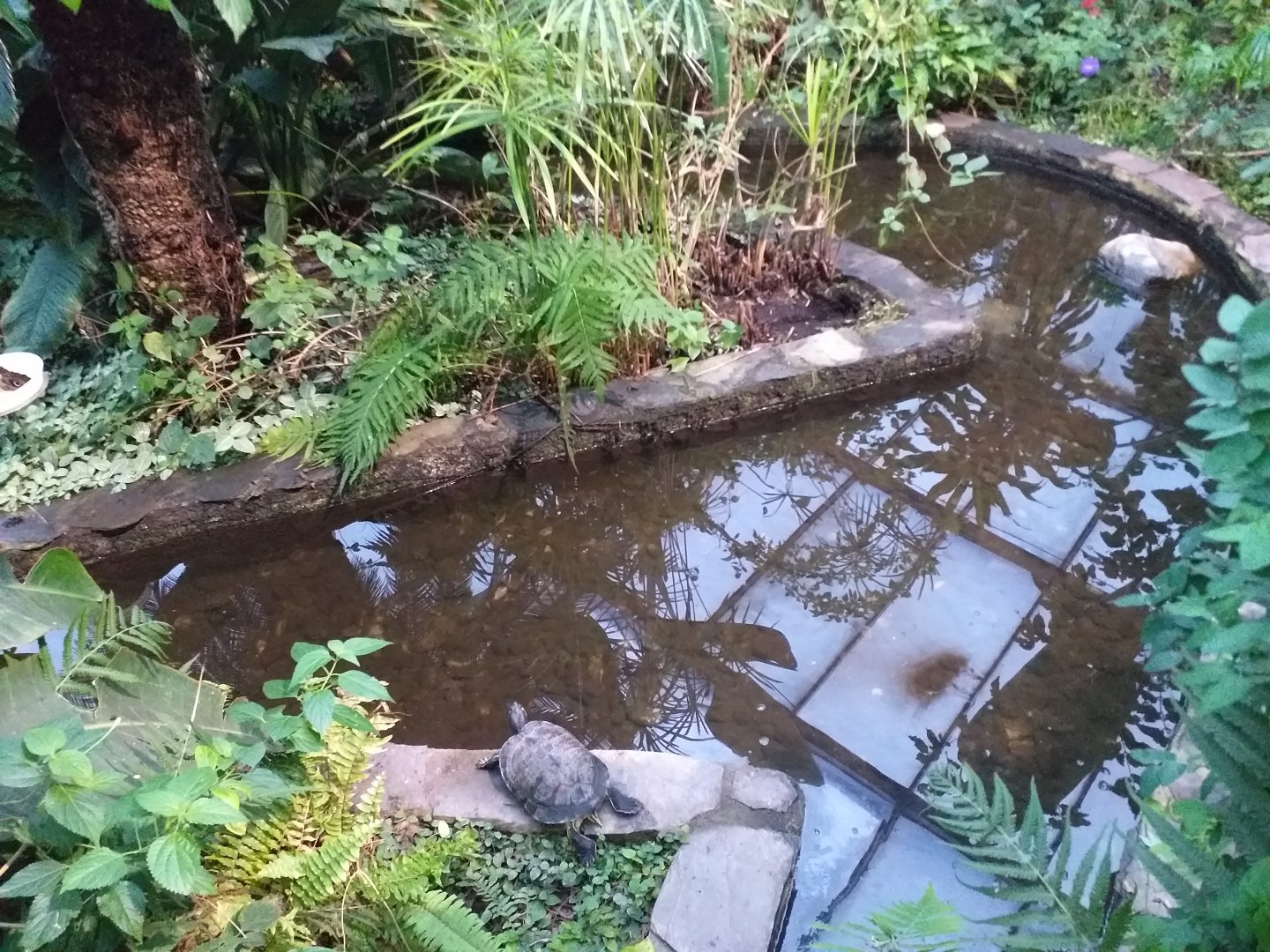 Butterfly house pond -Parque de las Ciencias (2019)