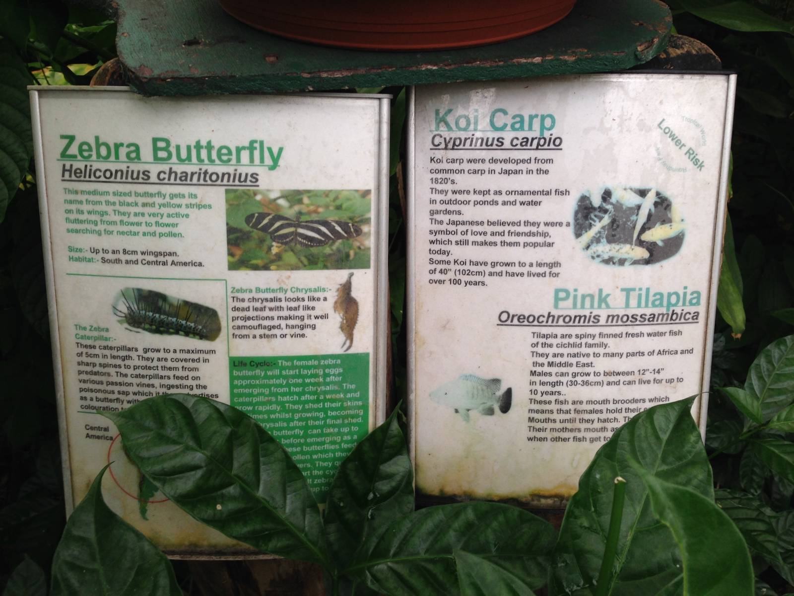 Butterfly House Signage at Tropical World - 02/10/2013