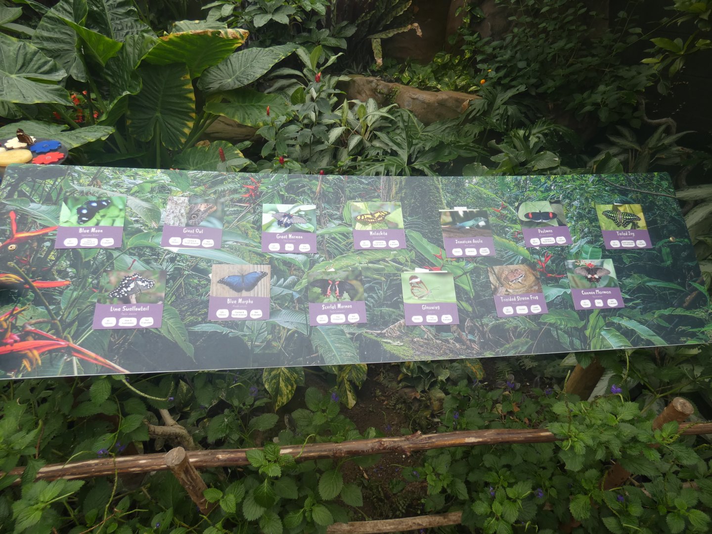 Butterfly house species list