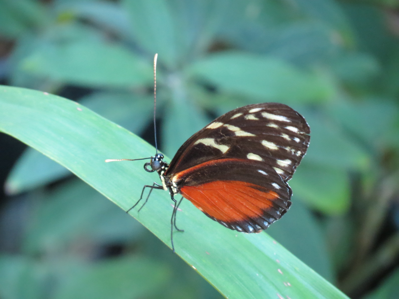 Butterfly House - Tiger Longwing