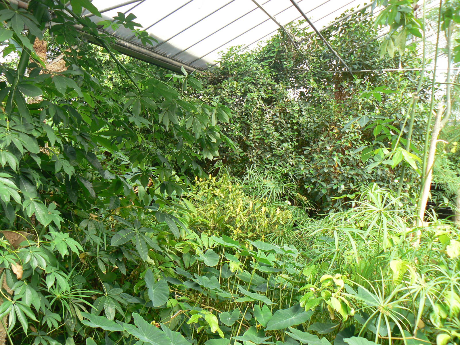 Butterfly House View