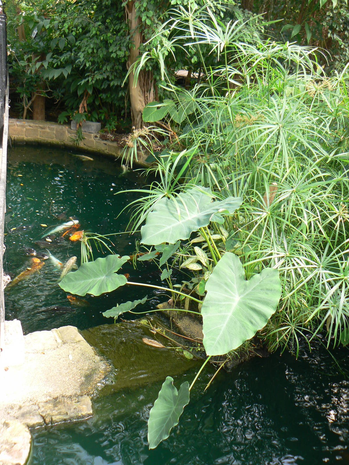 Butterfly House View