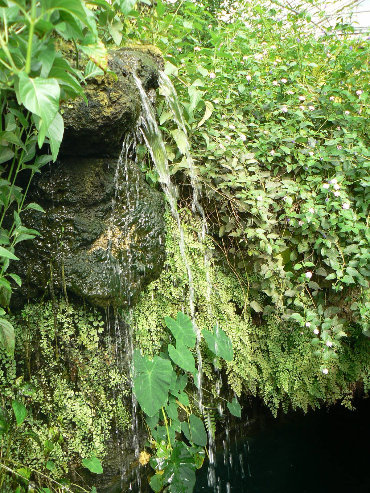 Butterfly House View