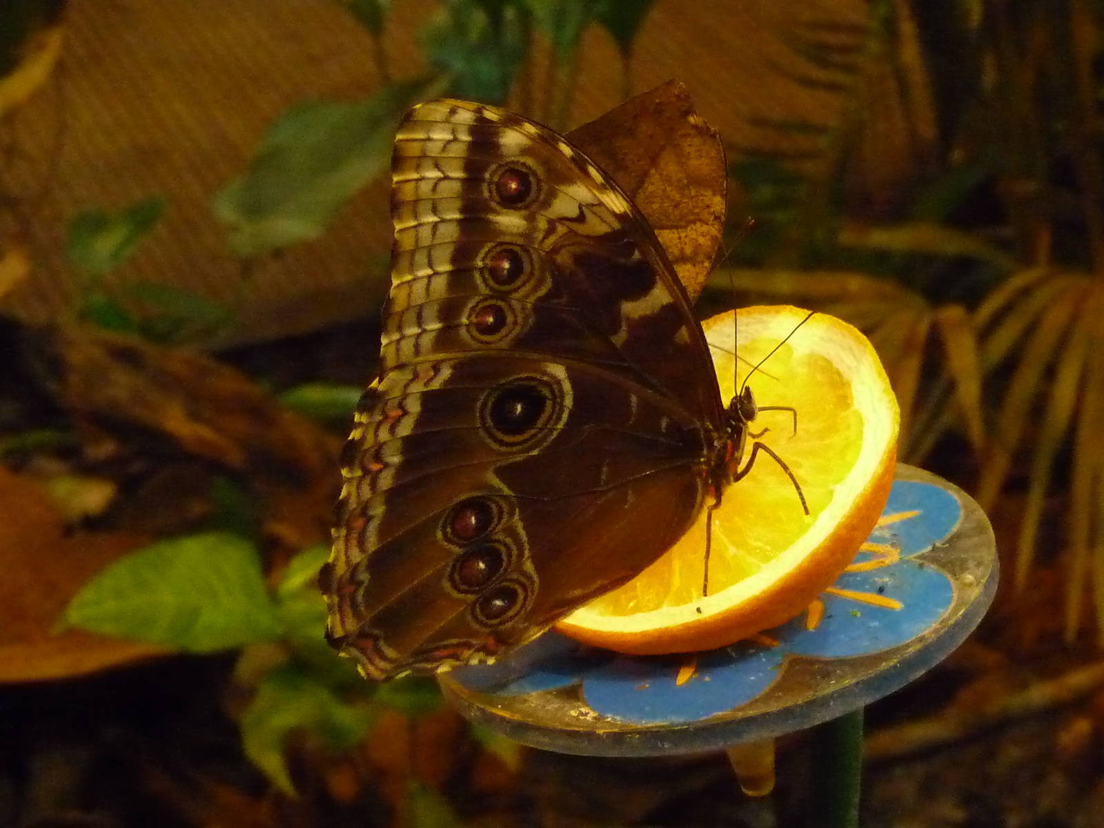 Butterfly House