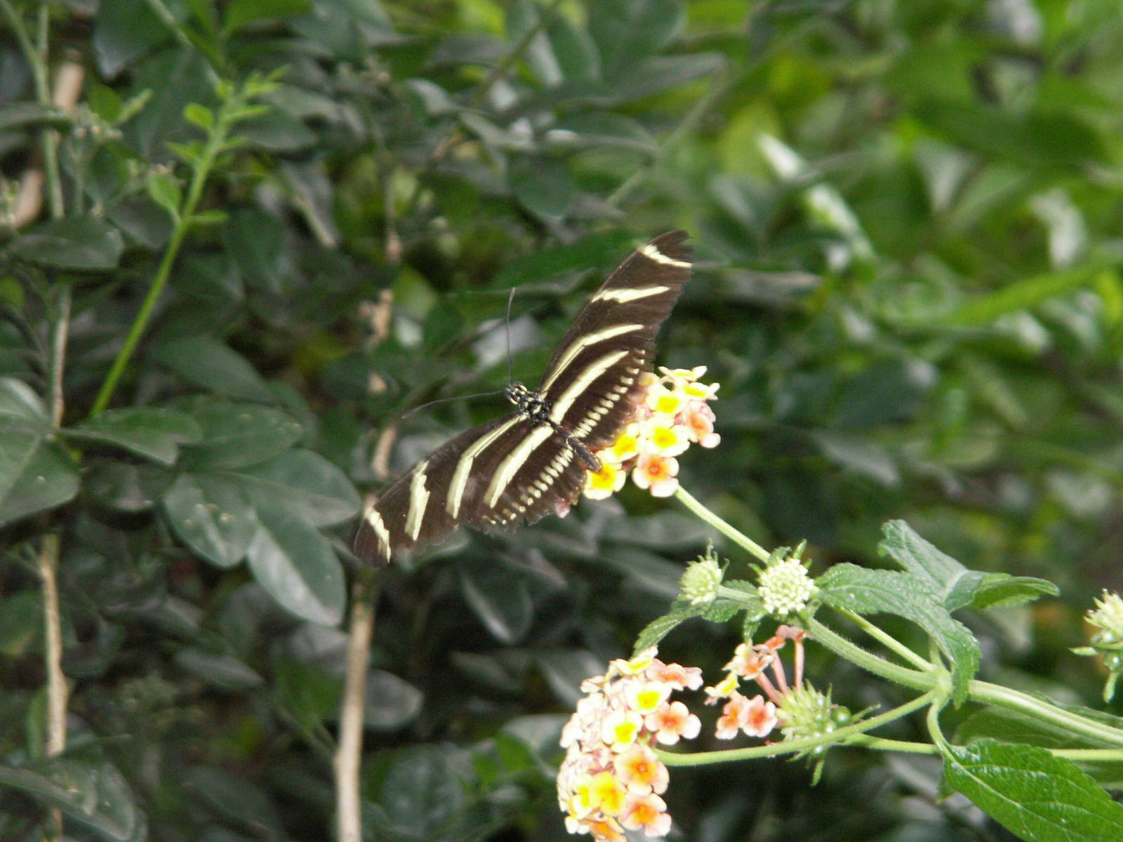 butterfly house