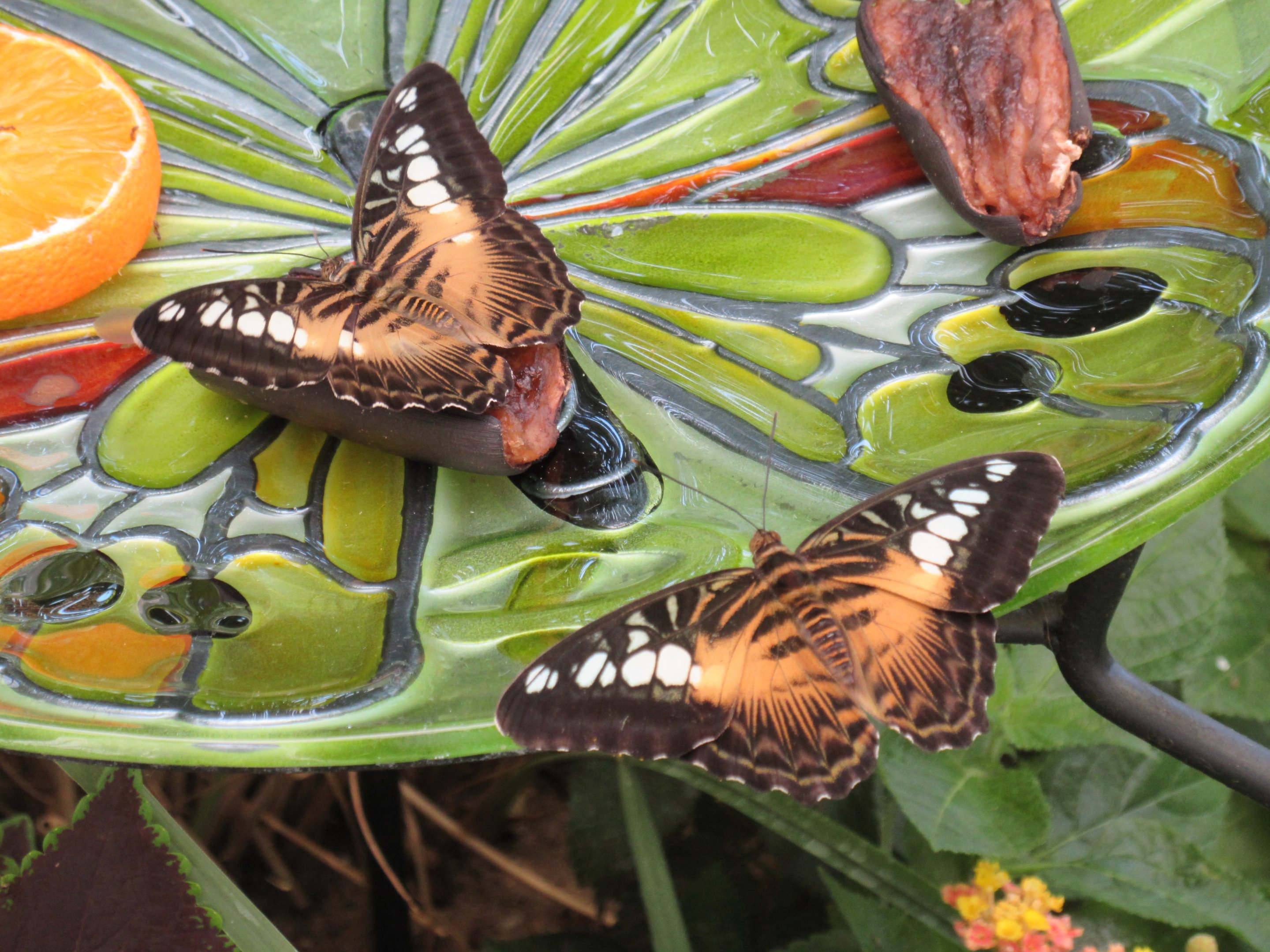Butterfly House