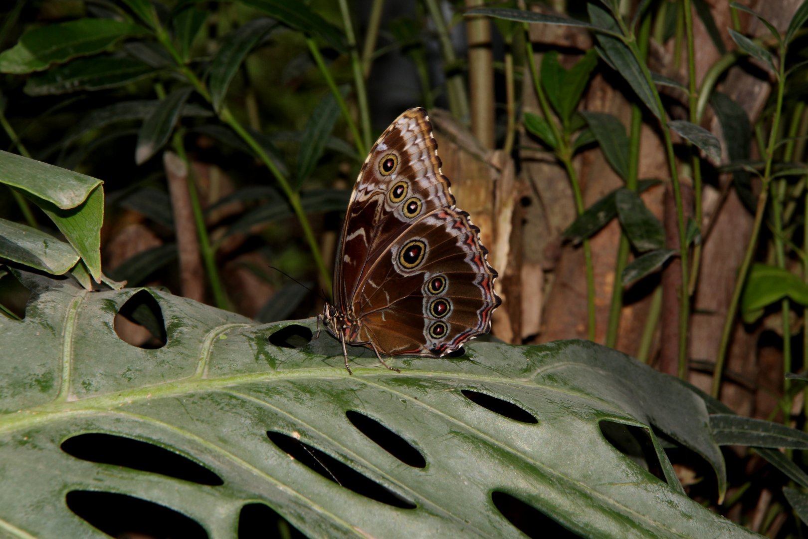 butterfly house