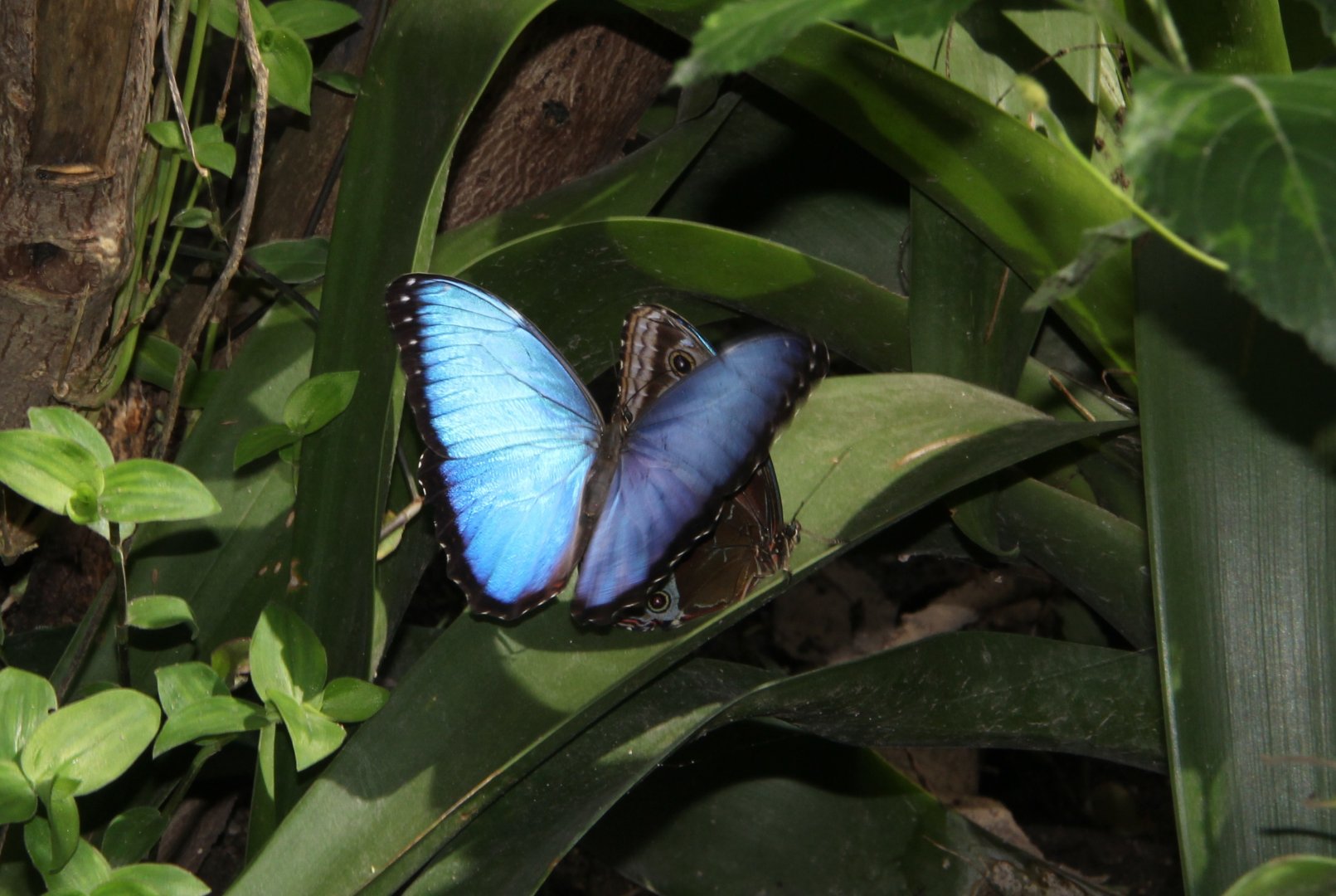butterfly house