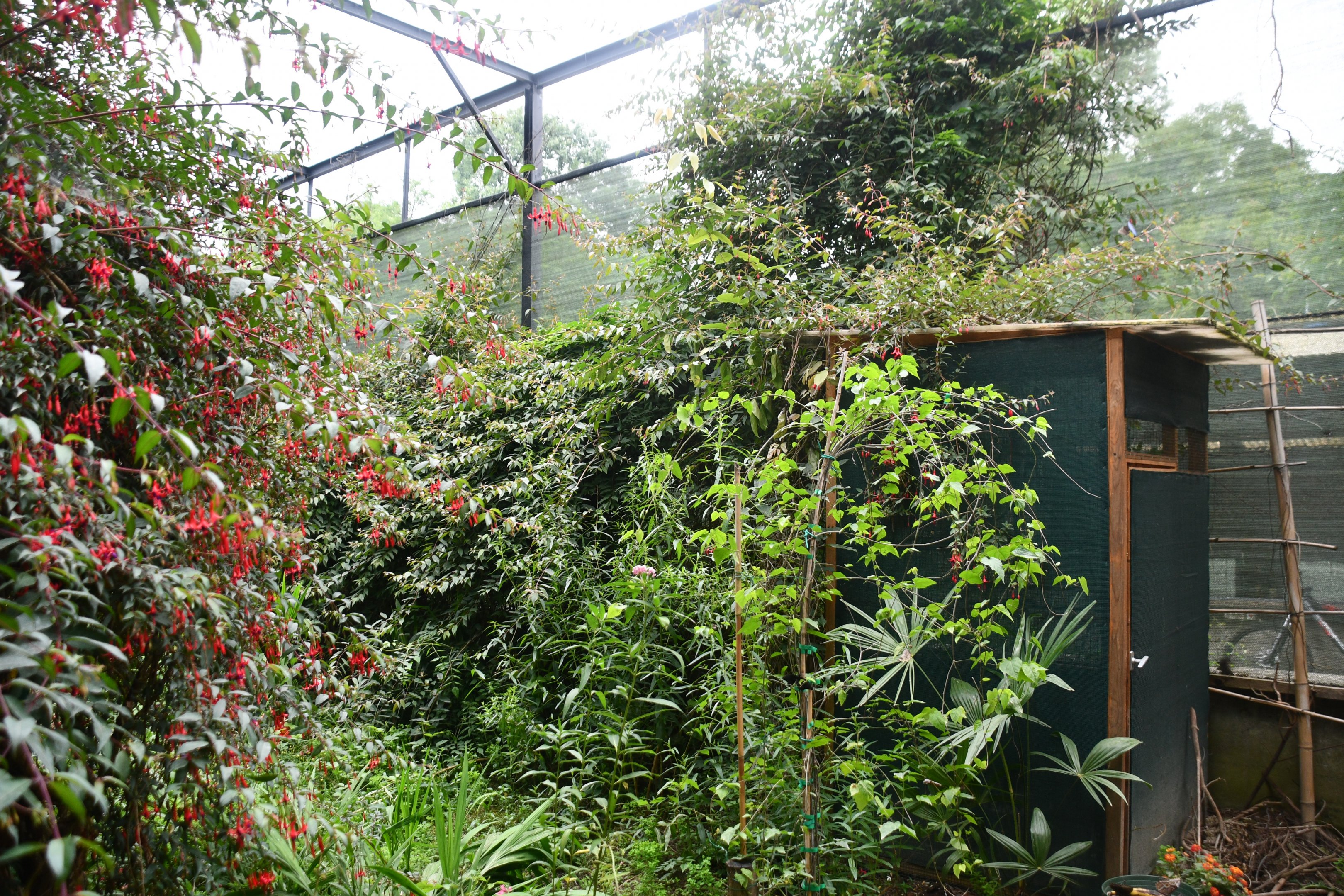 Butterfly/Hummingbird aviary
