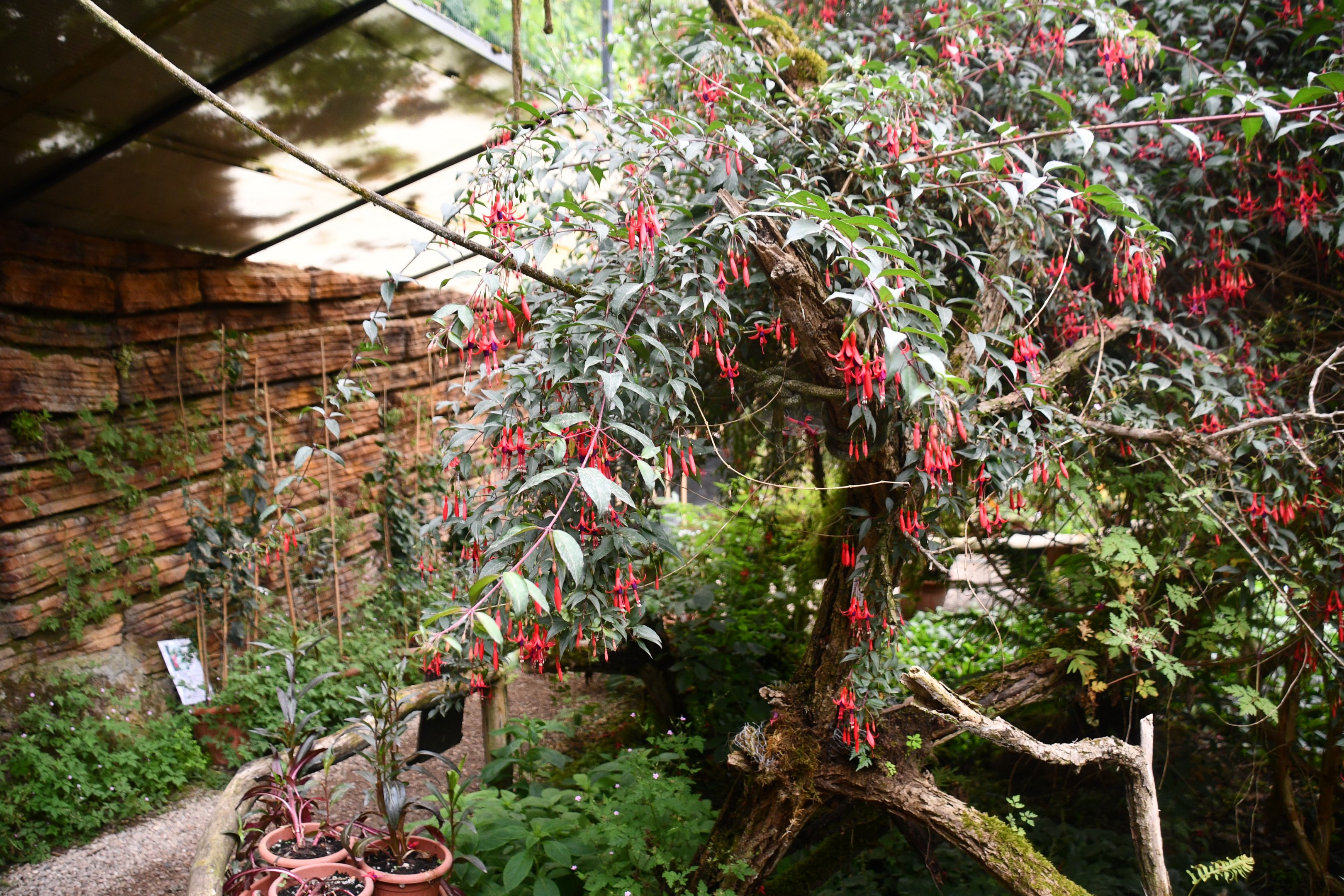 Butterfly/Hummingbird aviary